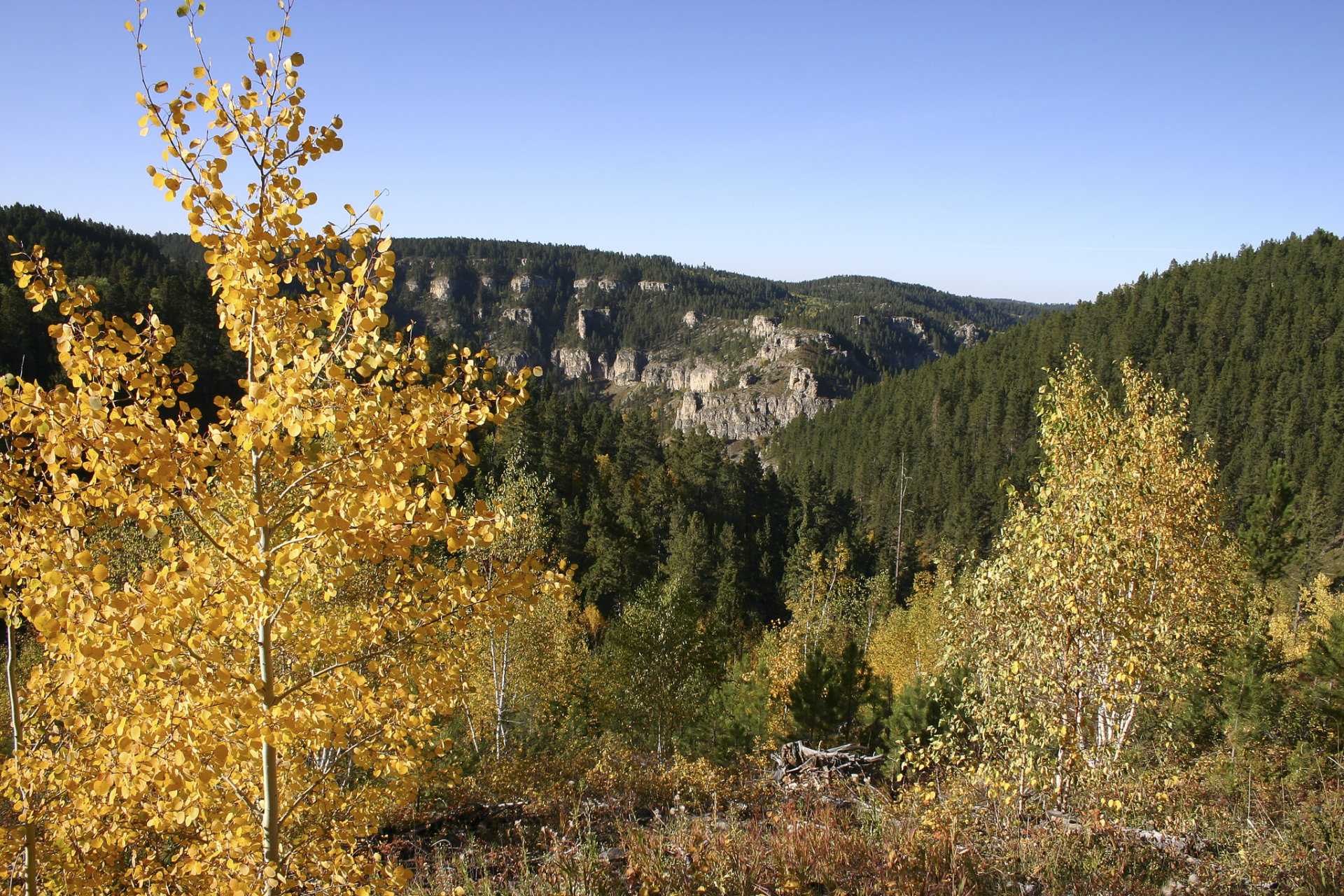 Herbstlaub