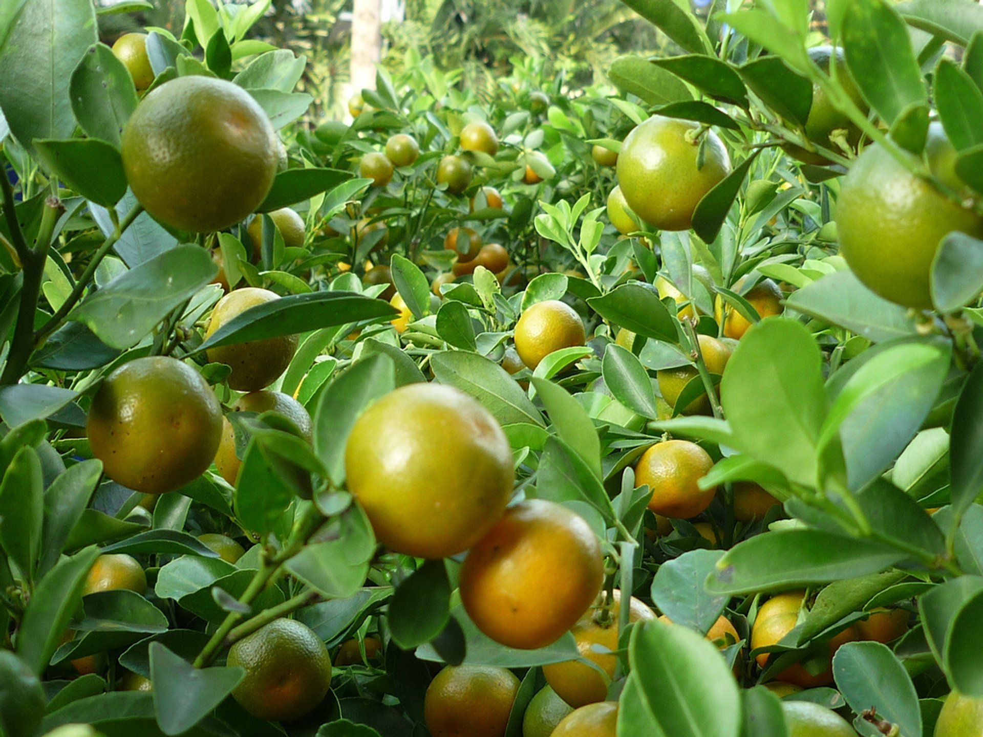 Stagione dei frutti (stagione secca)