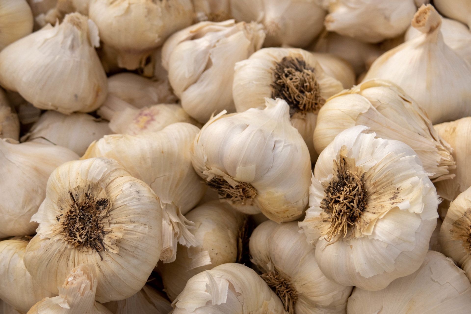 Connecticut Garlic & Harvest Festival in Bethlehem