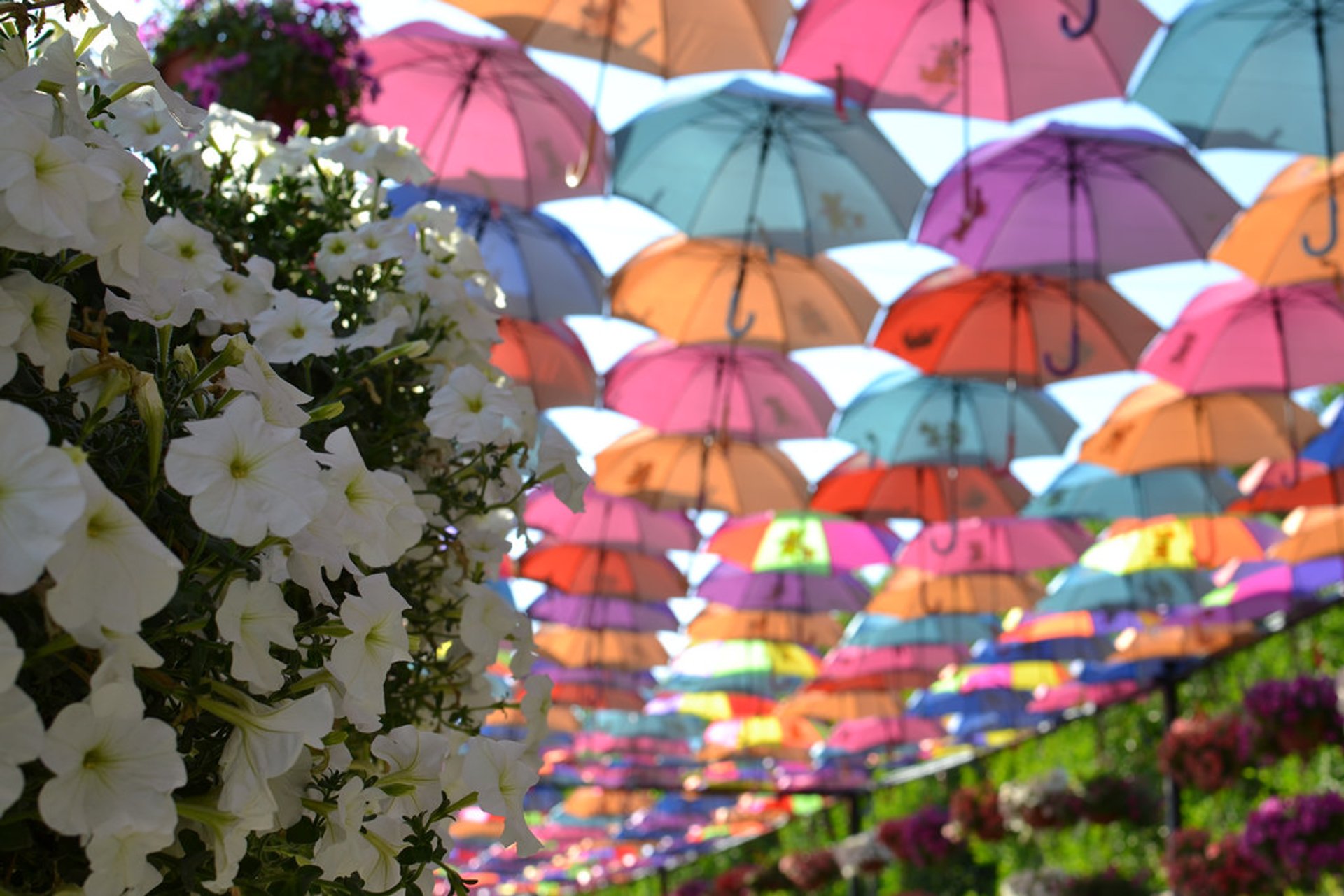 Dubaï Miracle Garden