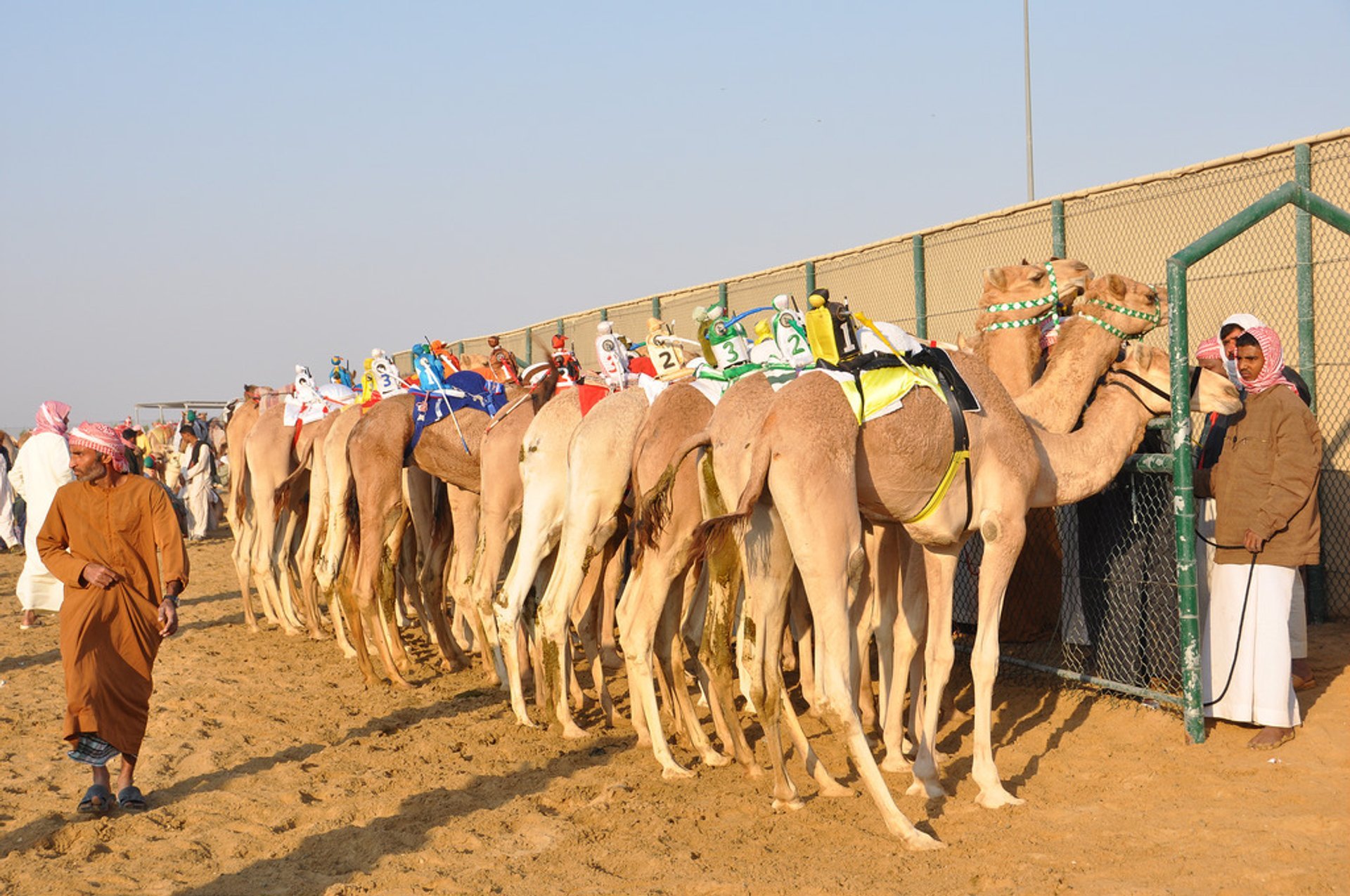 Temporada de carreras de camellos