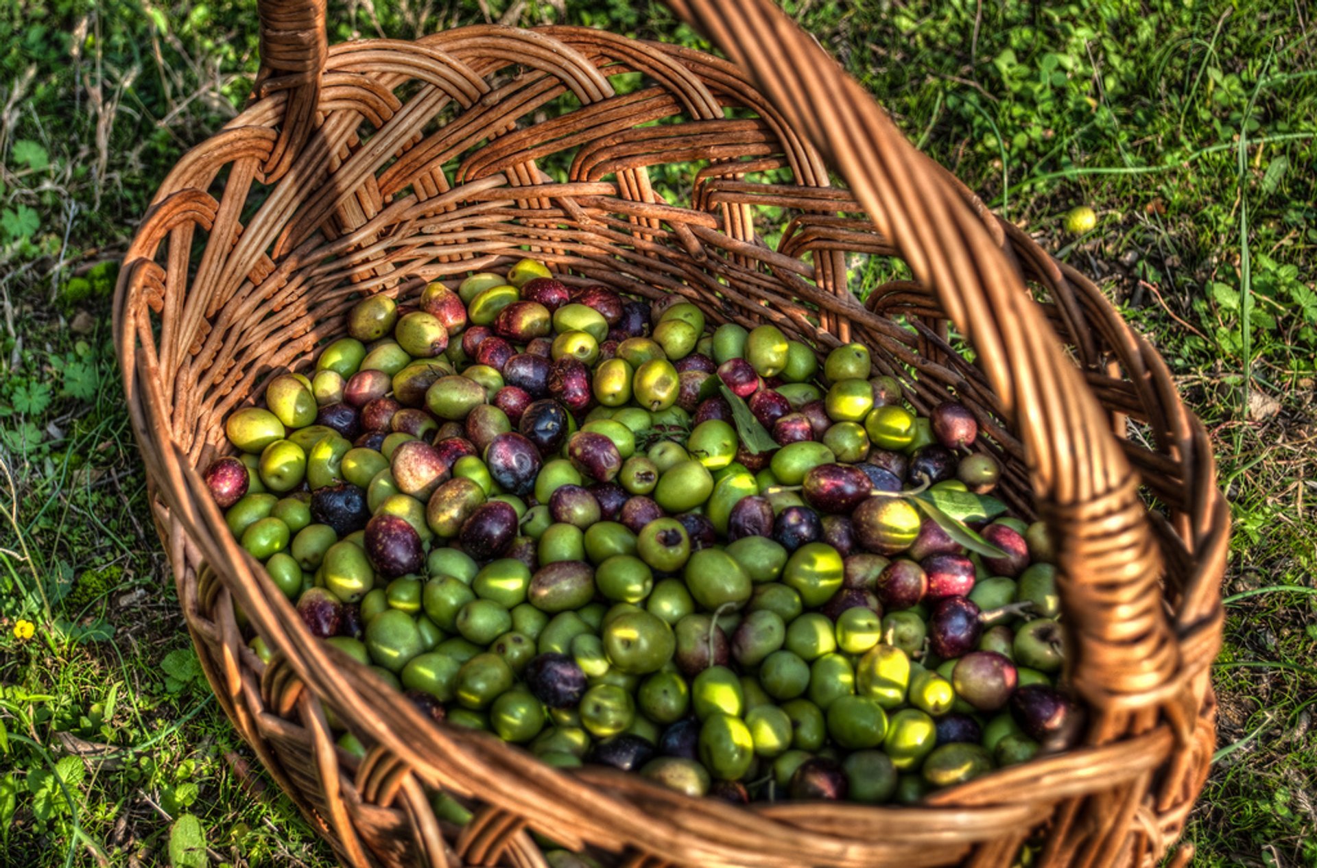 Cosecha de aceitunas