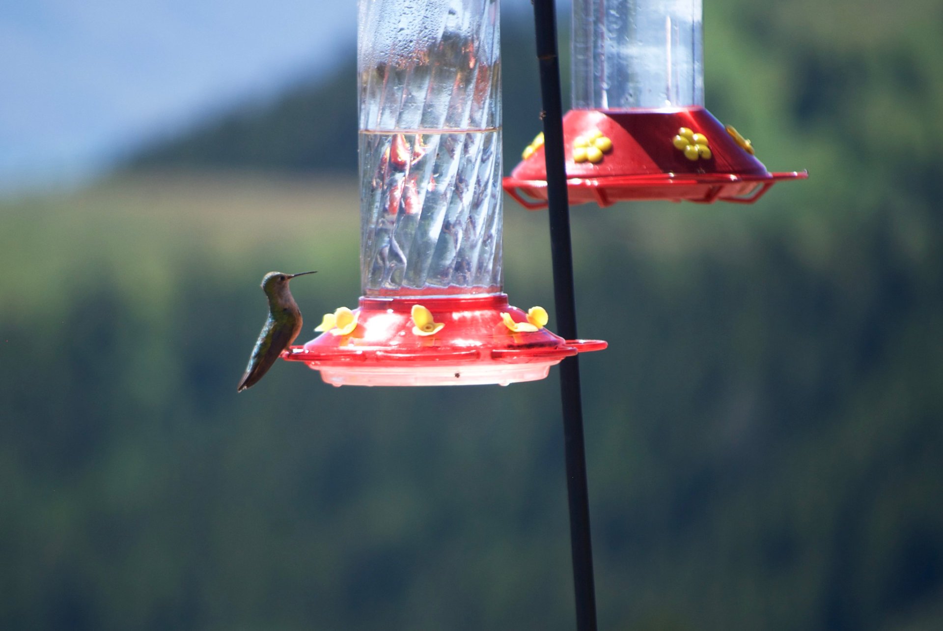 Colibri in Idaho