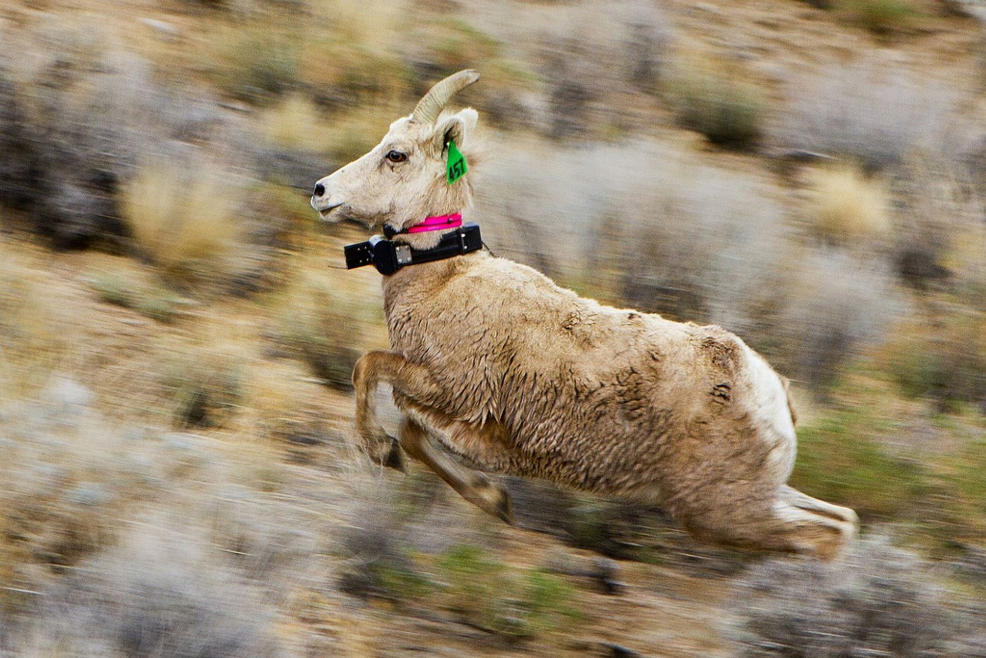 Mouflon di Sierra Nevada