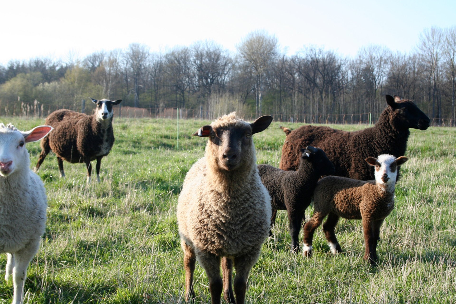 Gotland Pelt Sheep