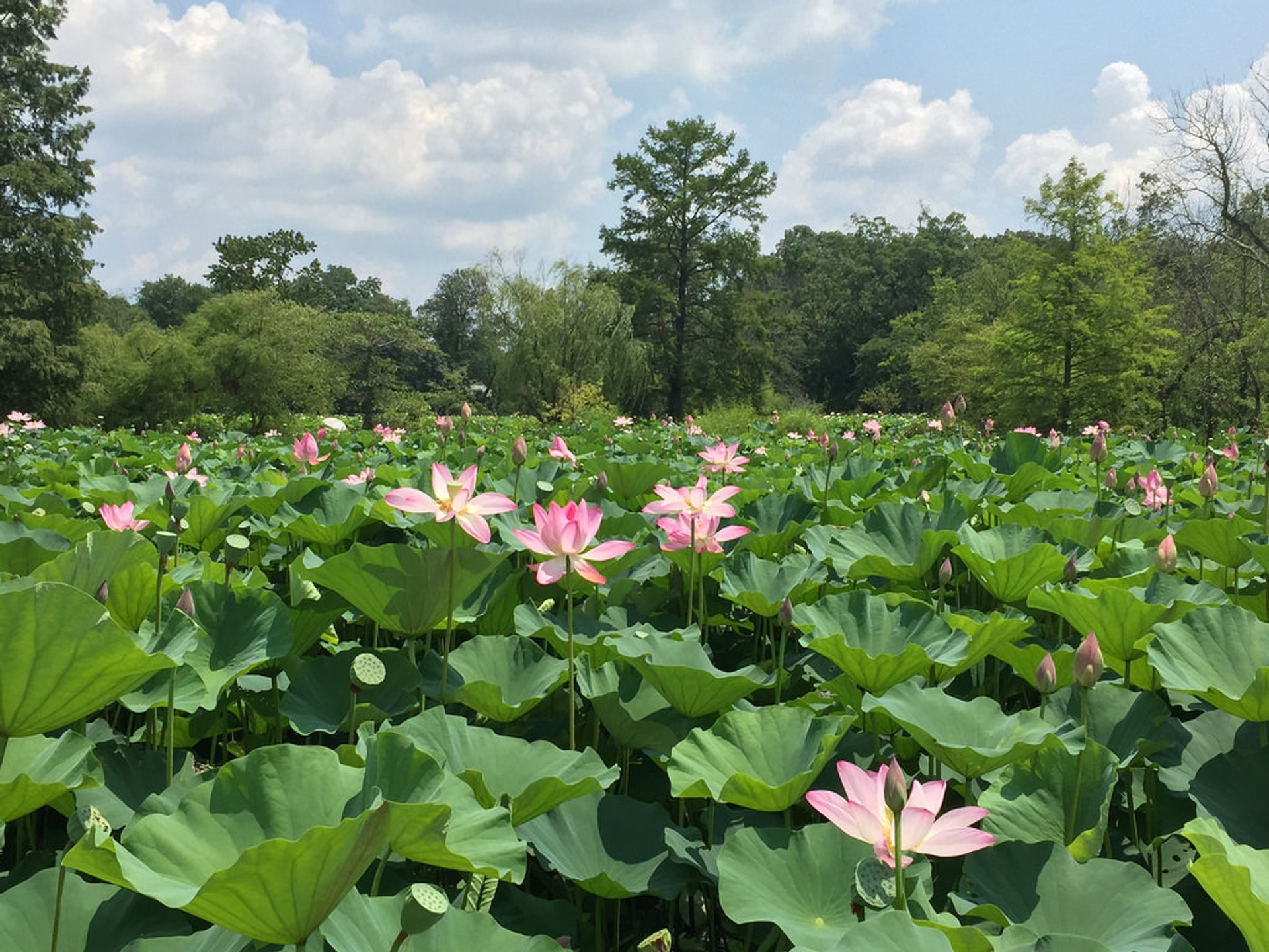 Lotus and Water Lilies at the Kenilworth Aquatic Garden
