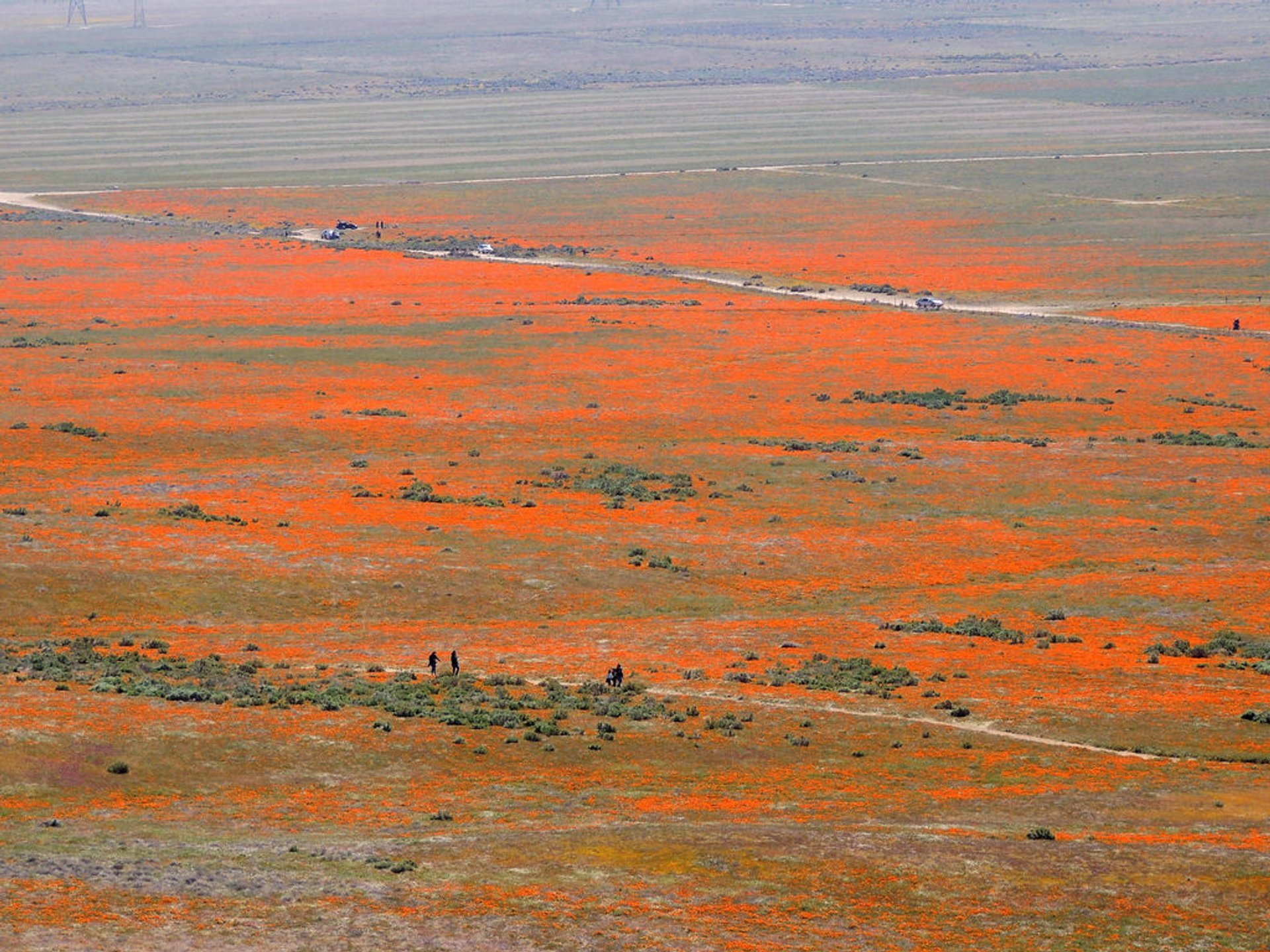 Stagione del papavero nella Antelope Valley