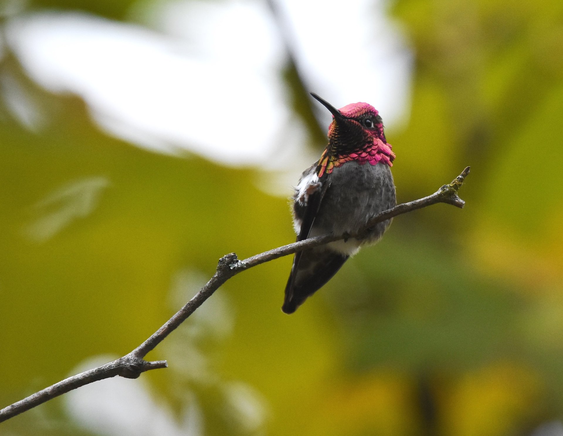 Colibris em Seattle