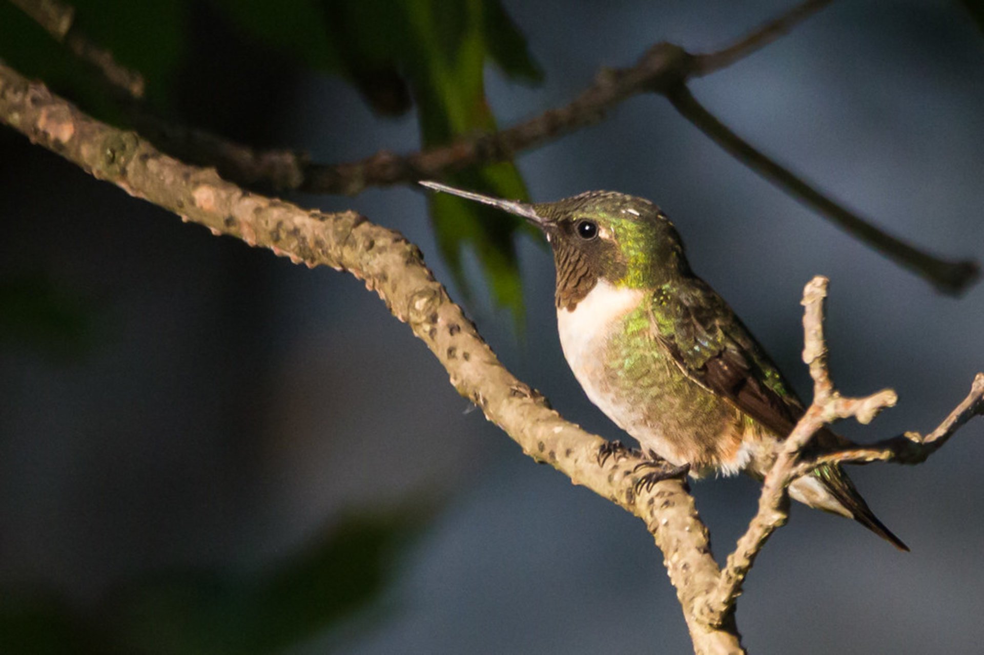 Colibri a Houston