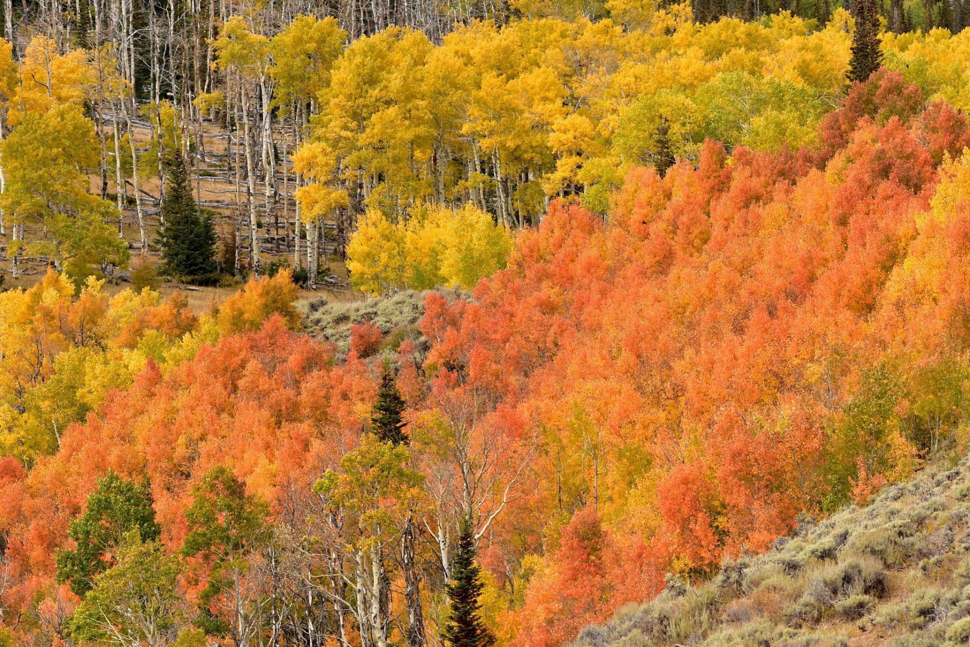 Couleurs d'automne du Wyoming