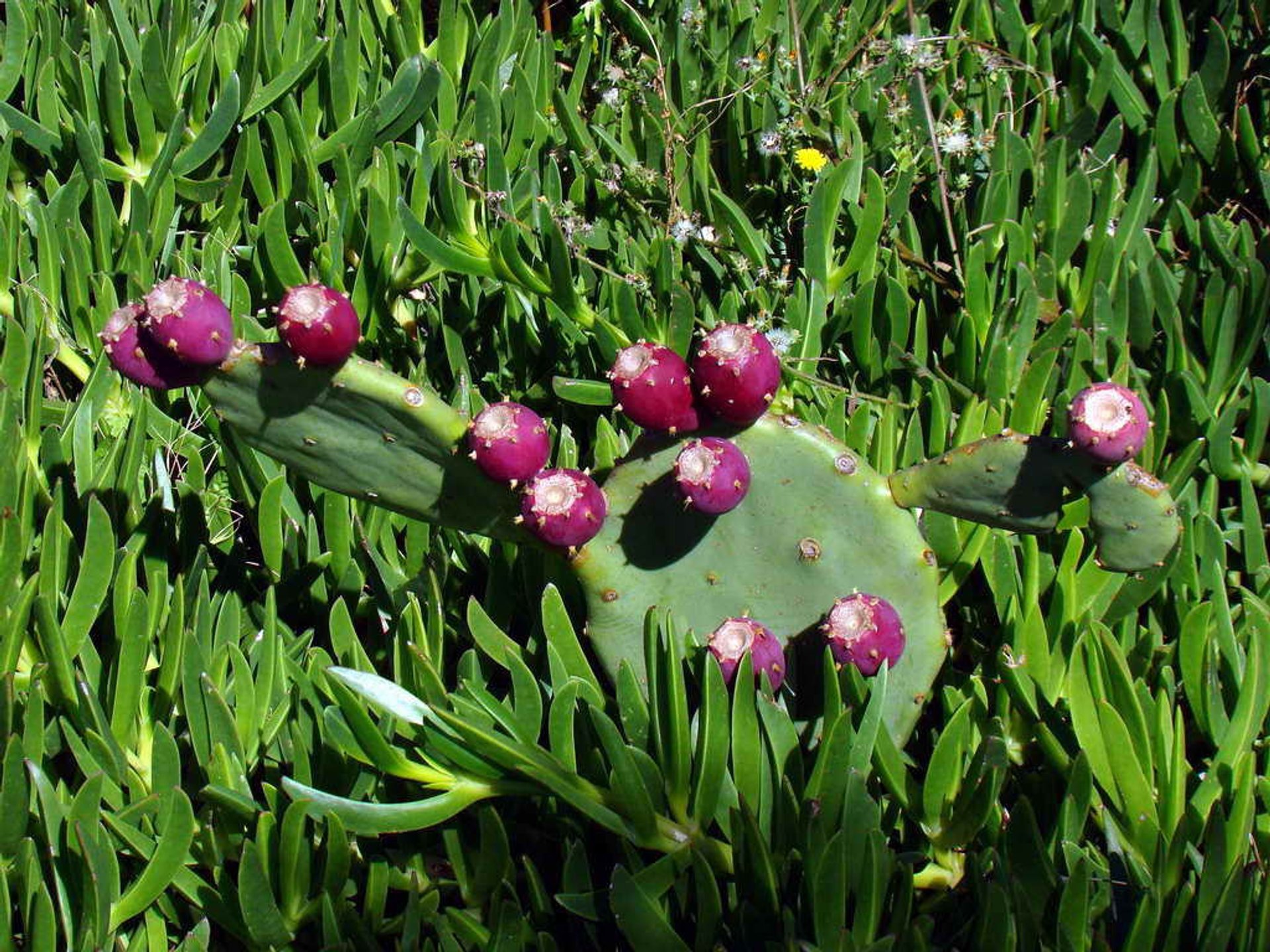 Opuntie oder Prickly Pear