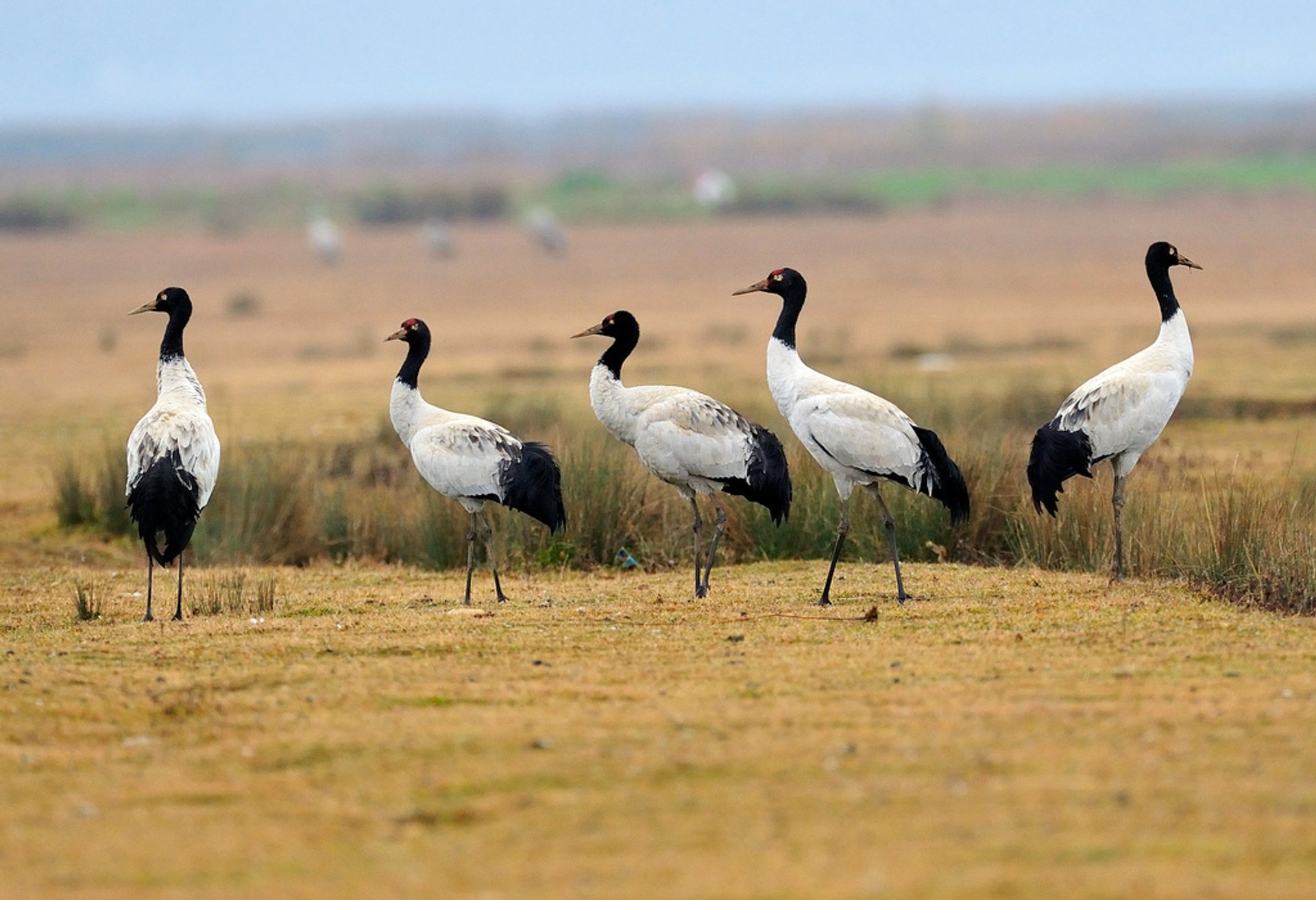 Grullas de cuello negro