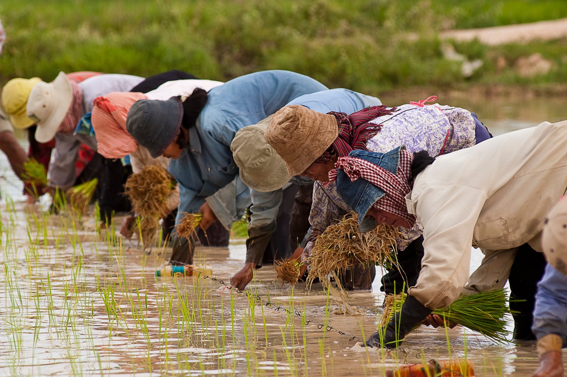 Temporada da Fazenda de Arroz (Planificação e Colheita)