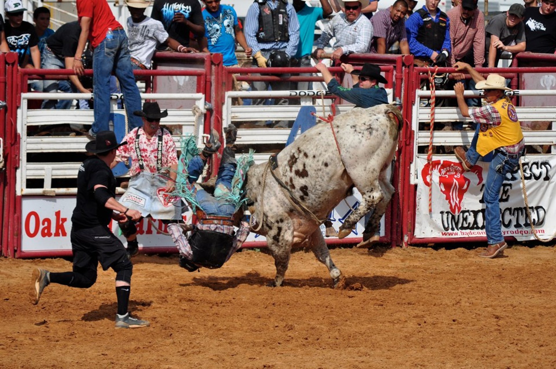 Rodeio toros e cavalos 