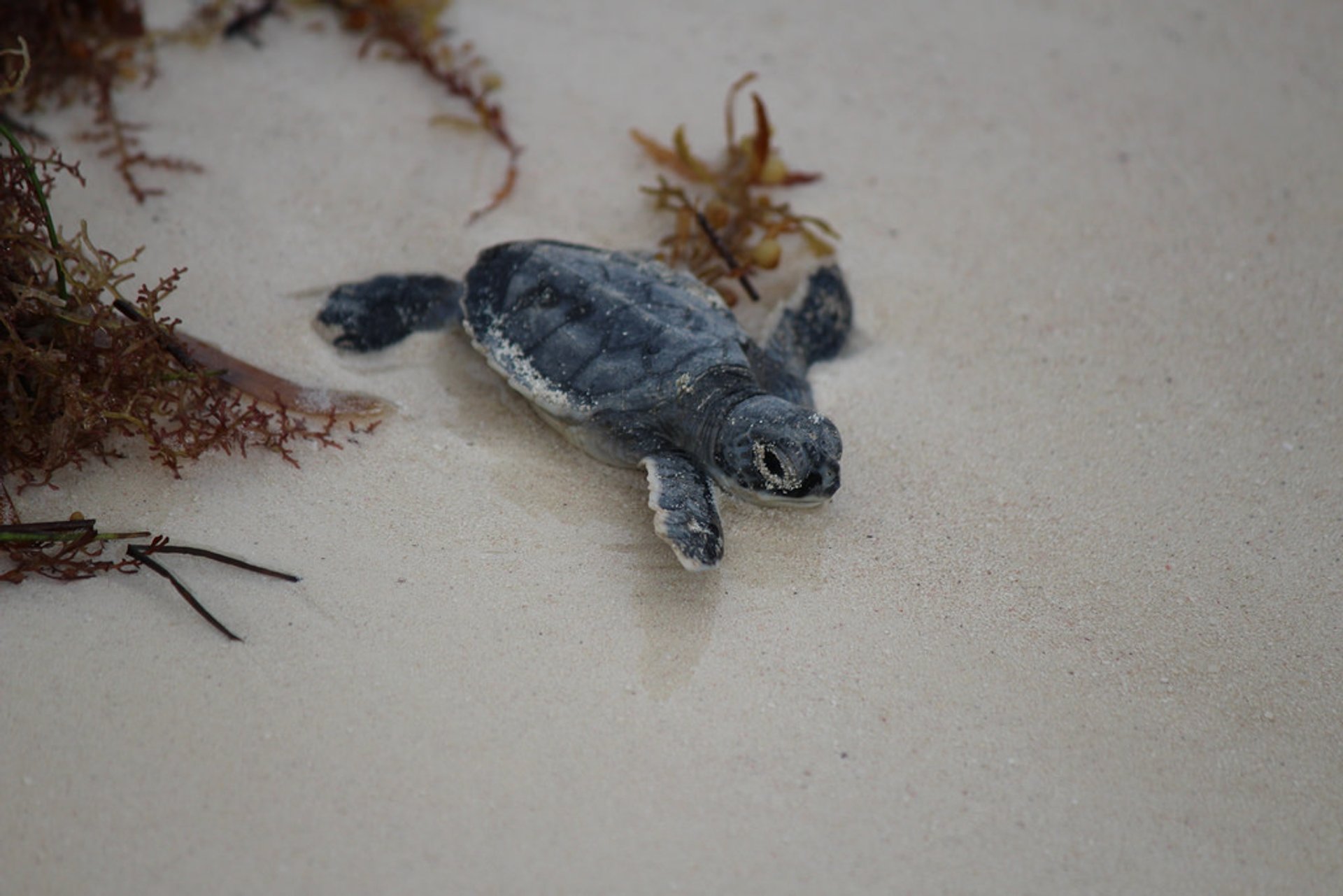 Nidification et éclosion des tortues