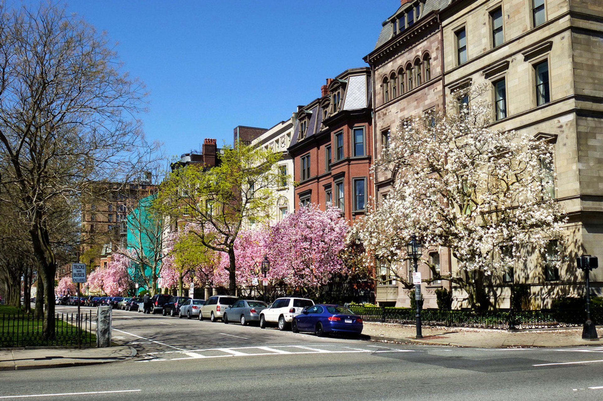 Spring Blooms