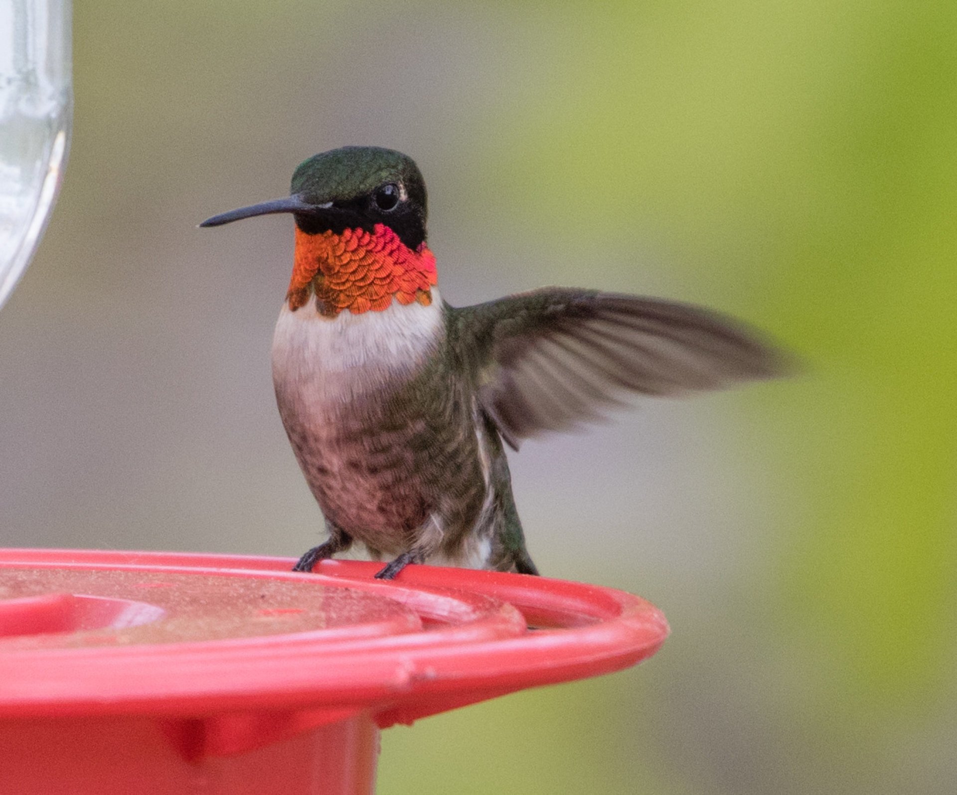 Hummingbirds in Maine 2024 Rove.me