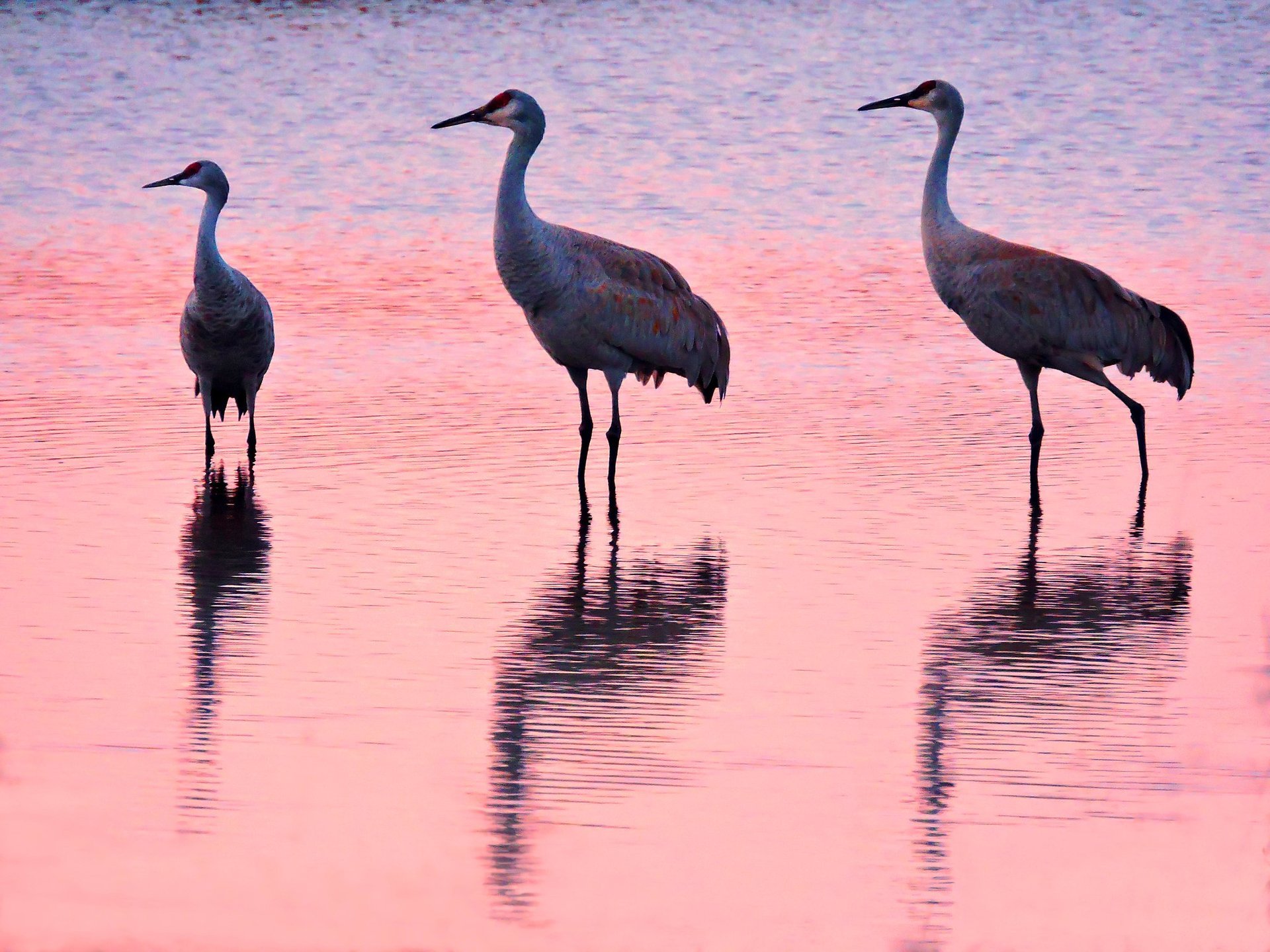 Best Time to See Sandhill Crane Migration in Colorado 2023 Rove.me