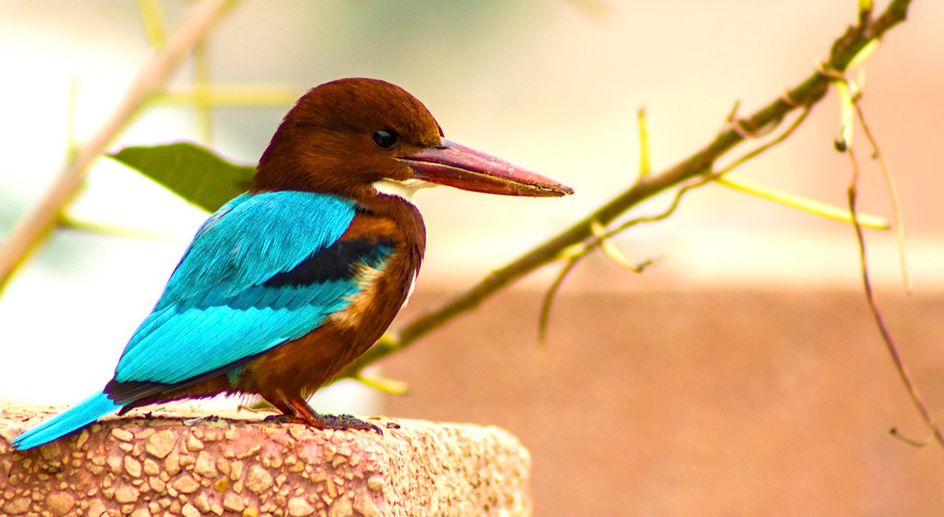 Vogelbeobachtung