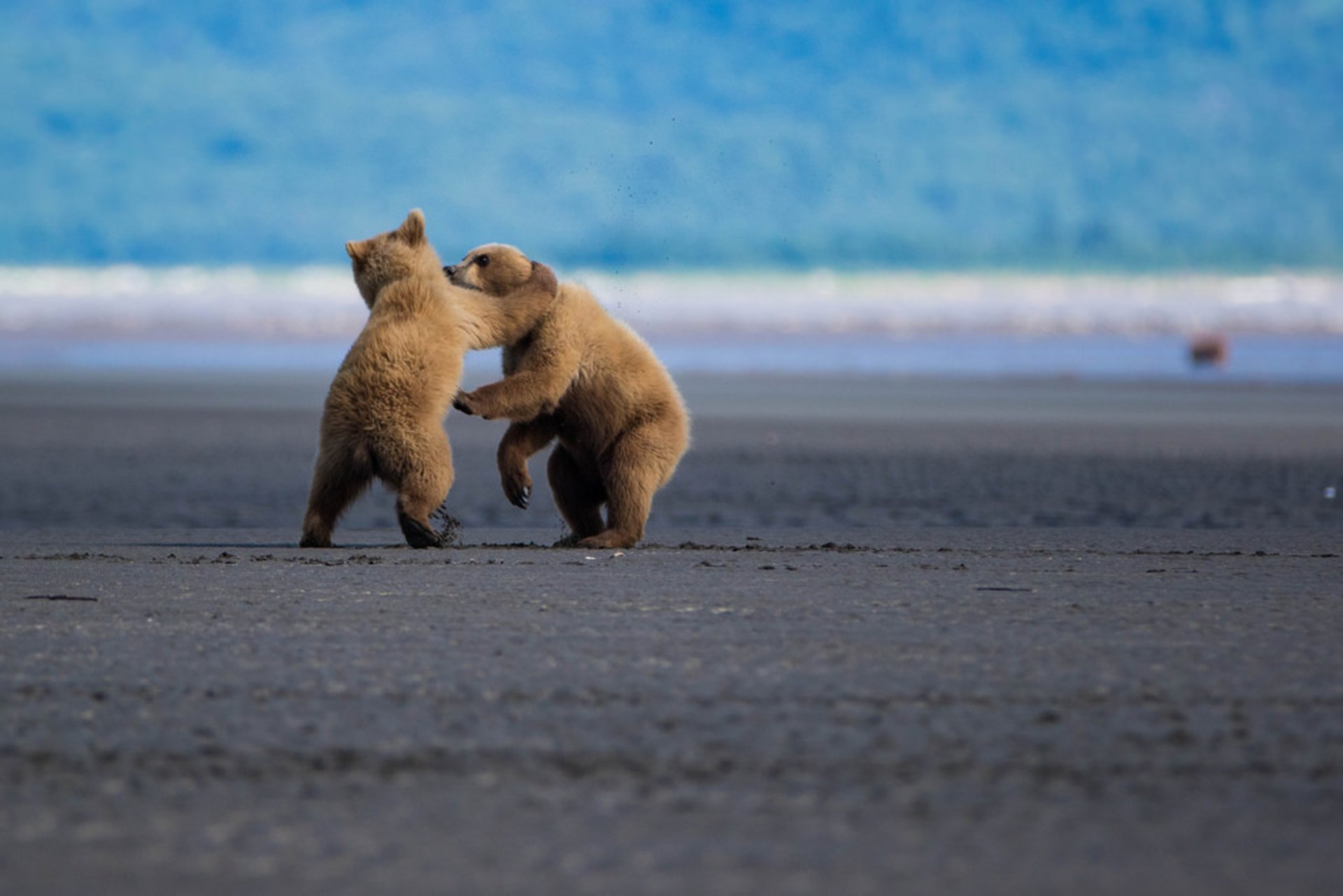 Bear Watching