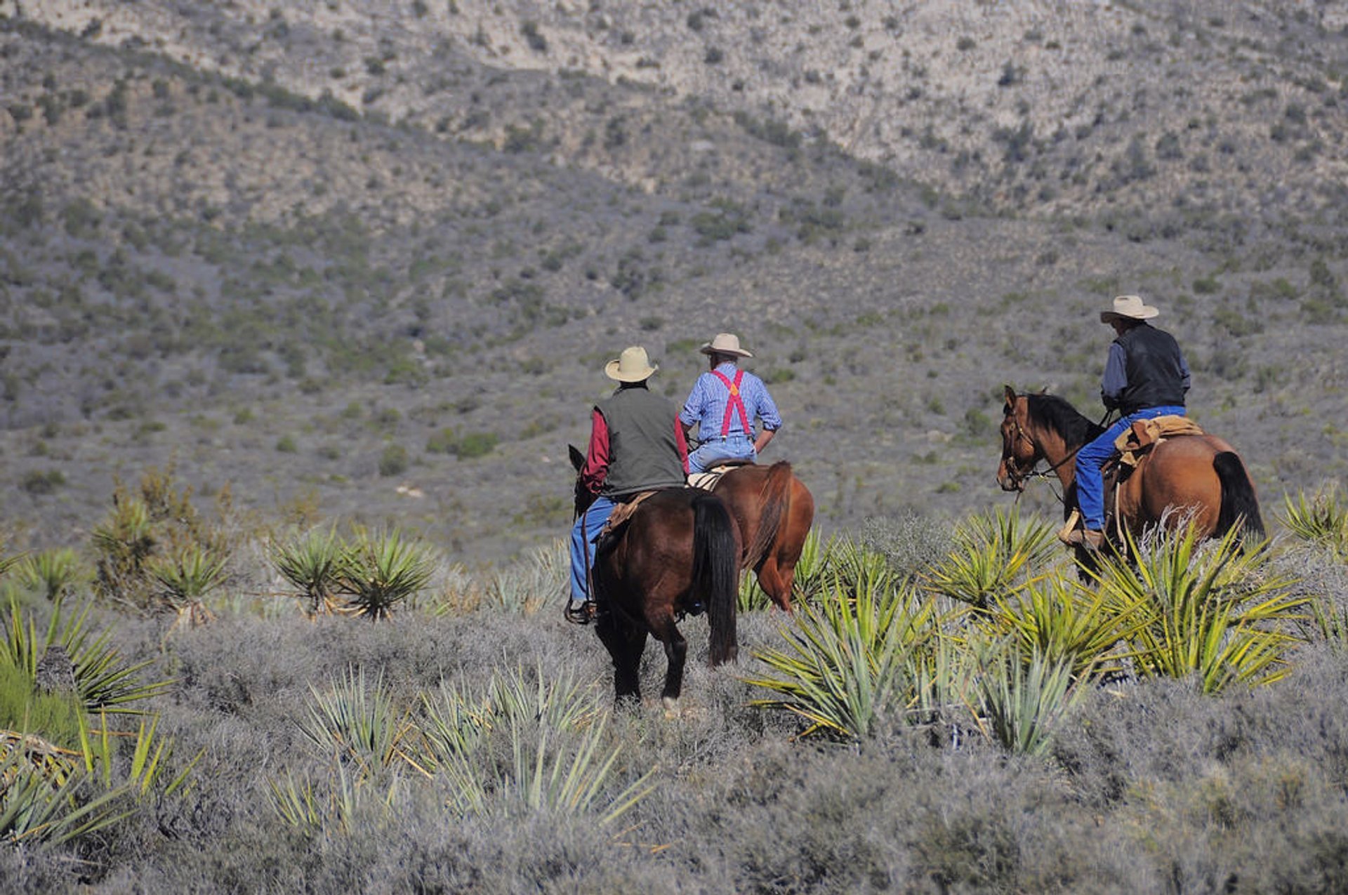 Equitazione attraverso Red Rock Canyon