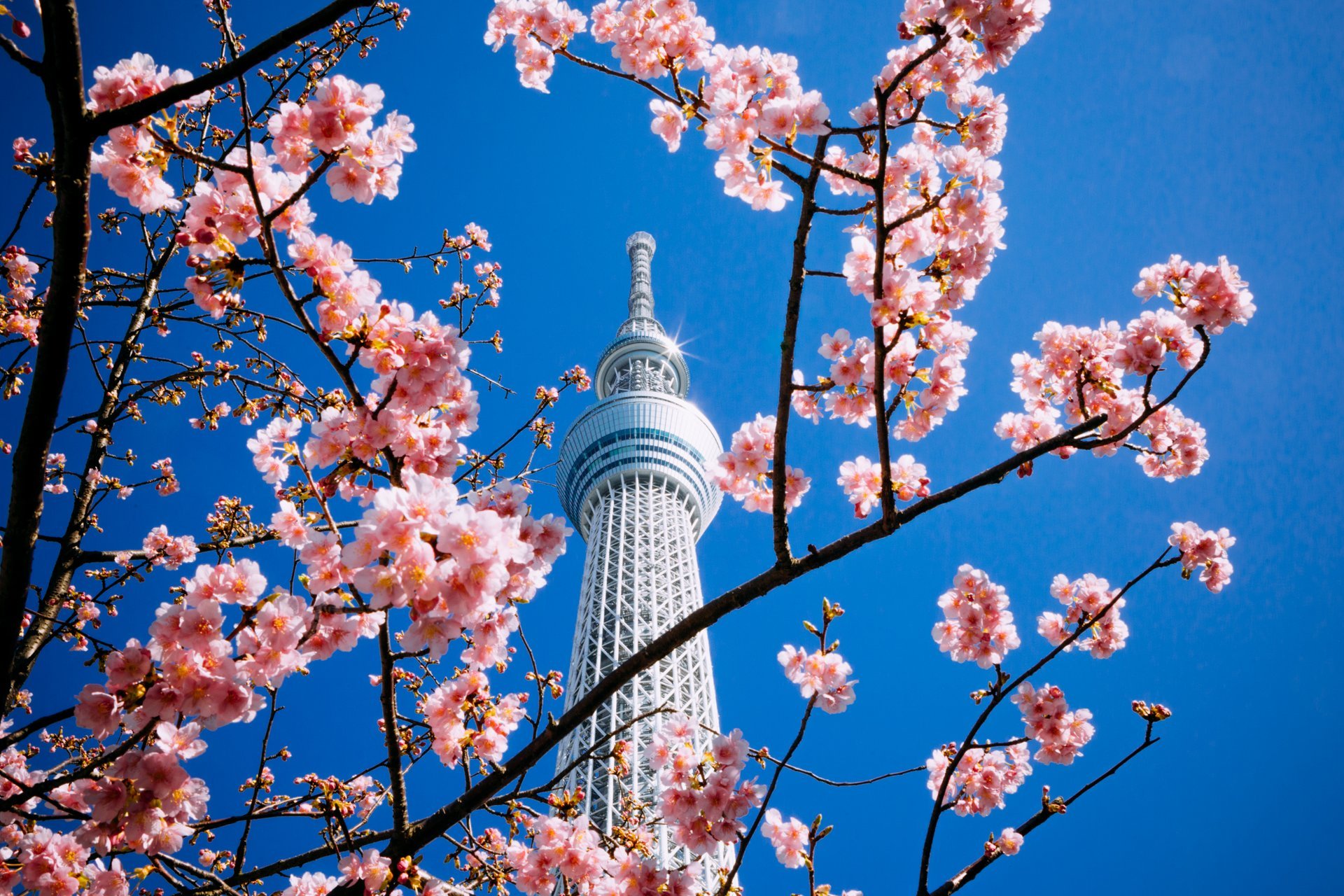 Cerezos en flor en Tokio, 2023