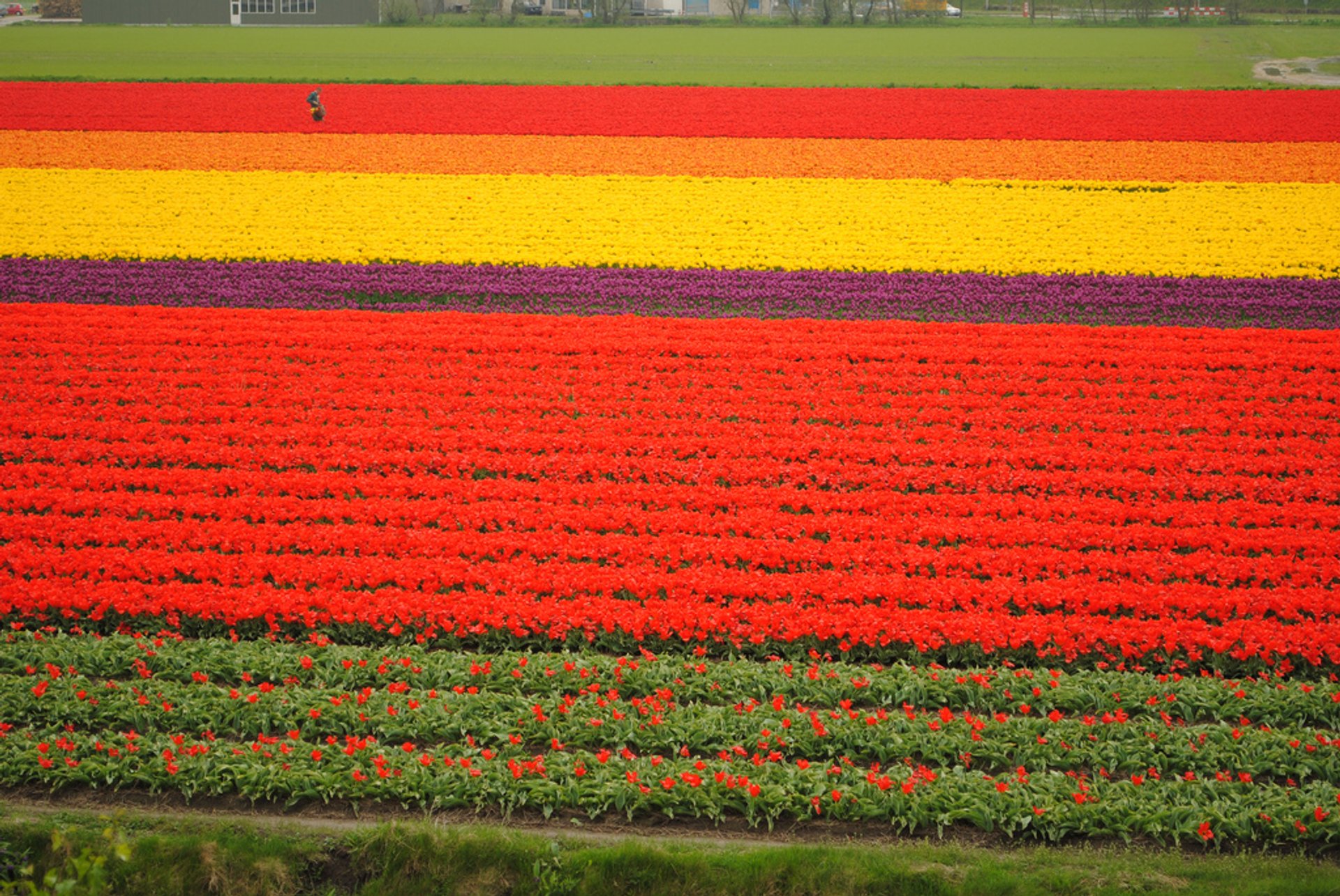 Keukenhof (Garden of Europe)