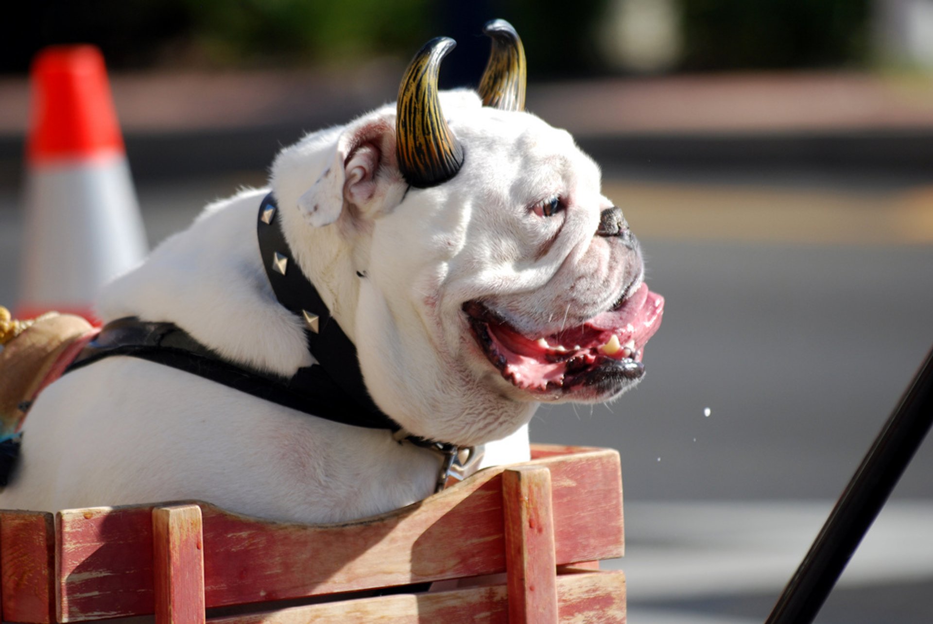 Tompkins Square Halloween Dog Parade