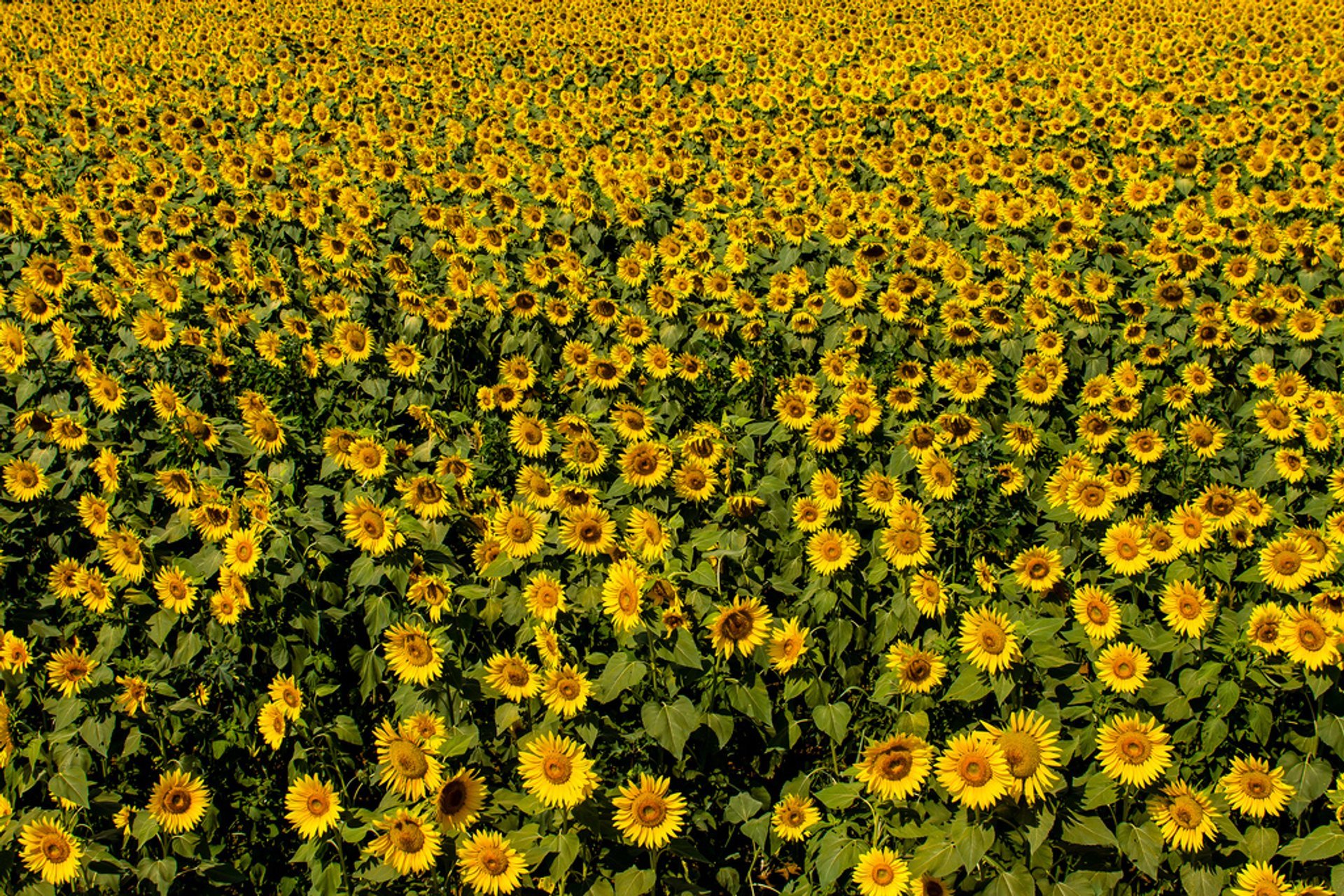 Ben's-Eye-View: Japanese Boxing and Sunflowers Facing the Sun