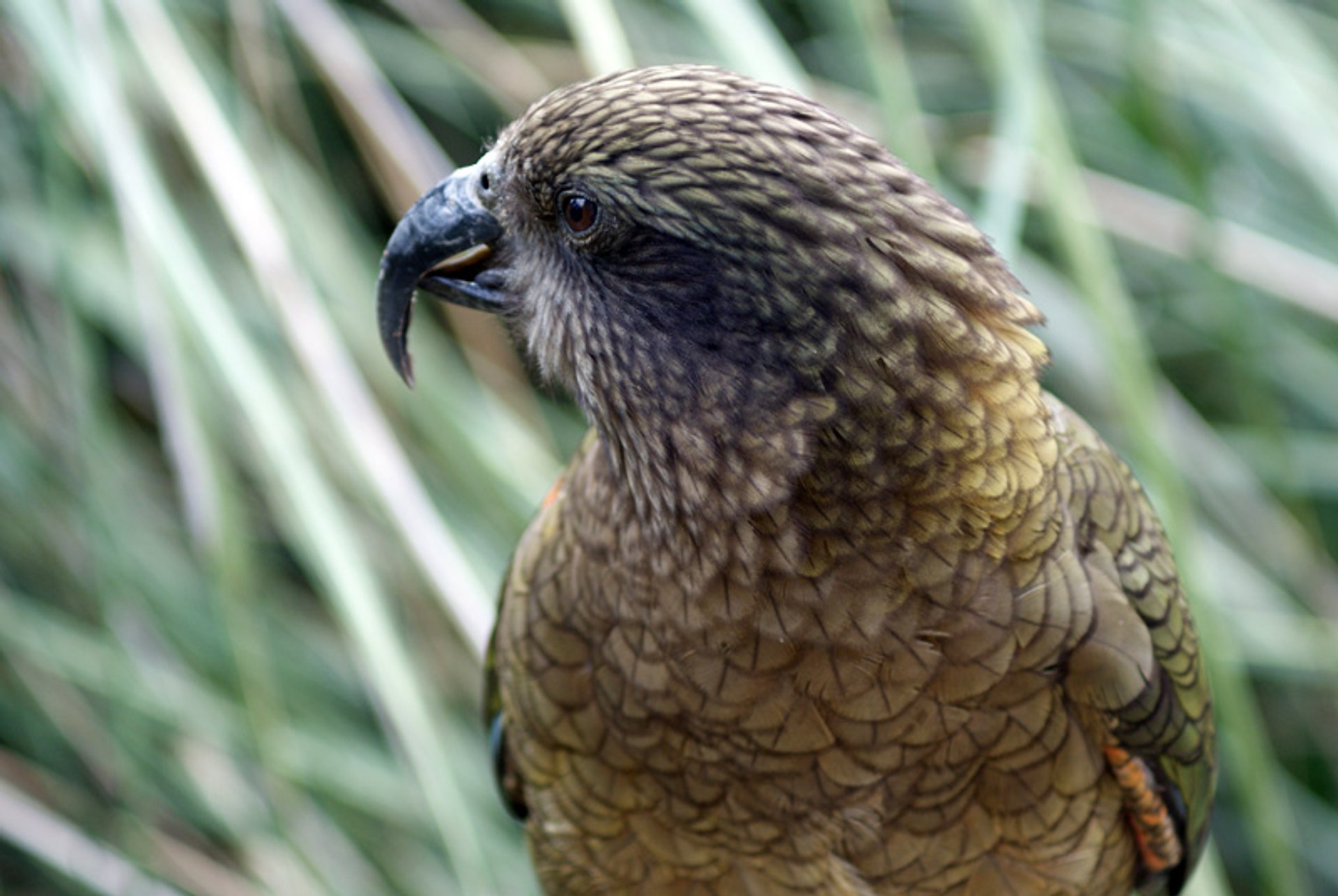 Oiseau de Kea