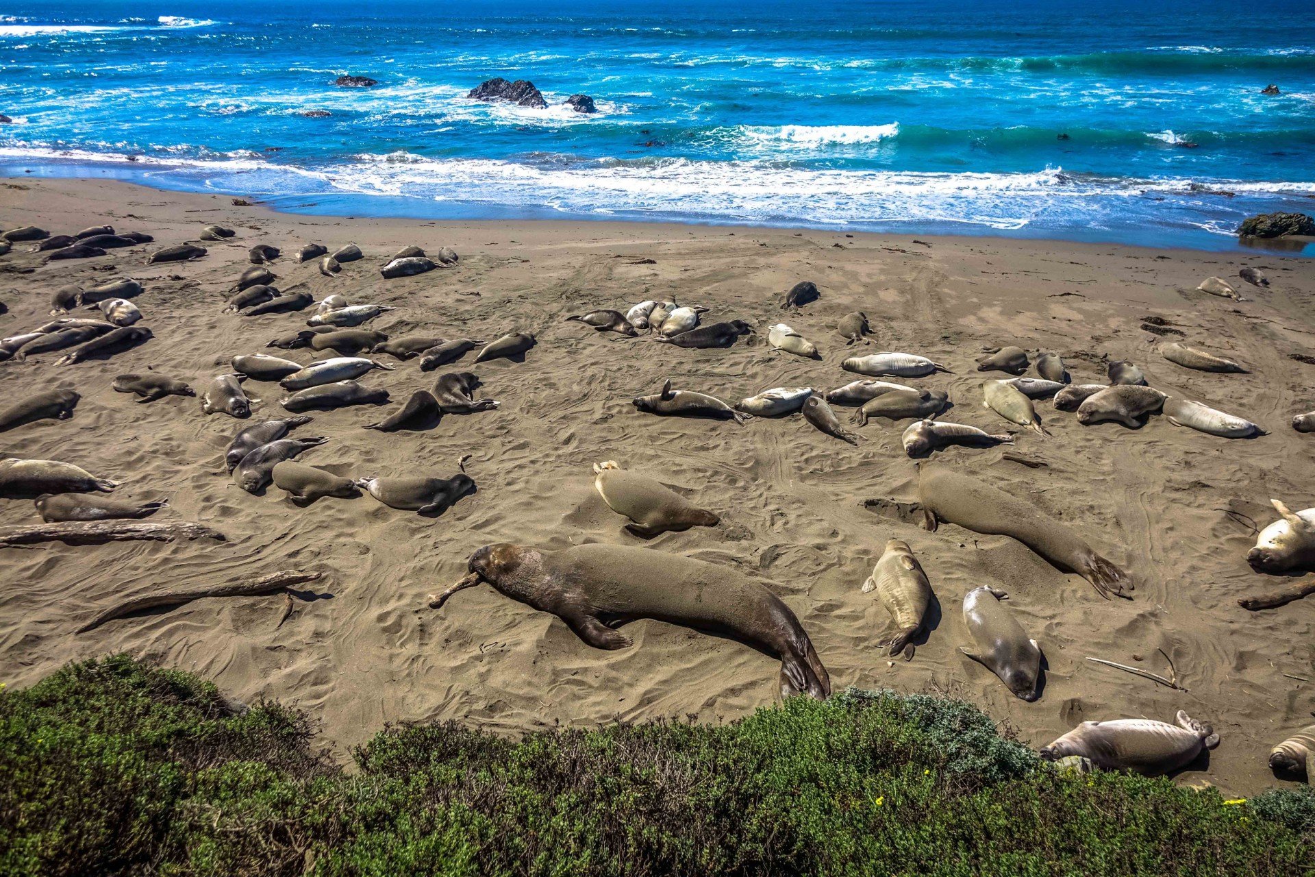 Seal Viewing Seasons