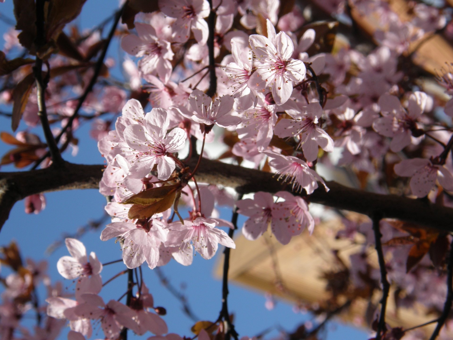 Cherry Blossom in Victoria