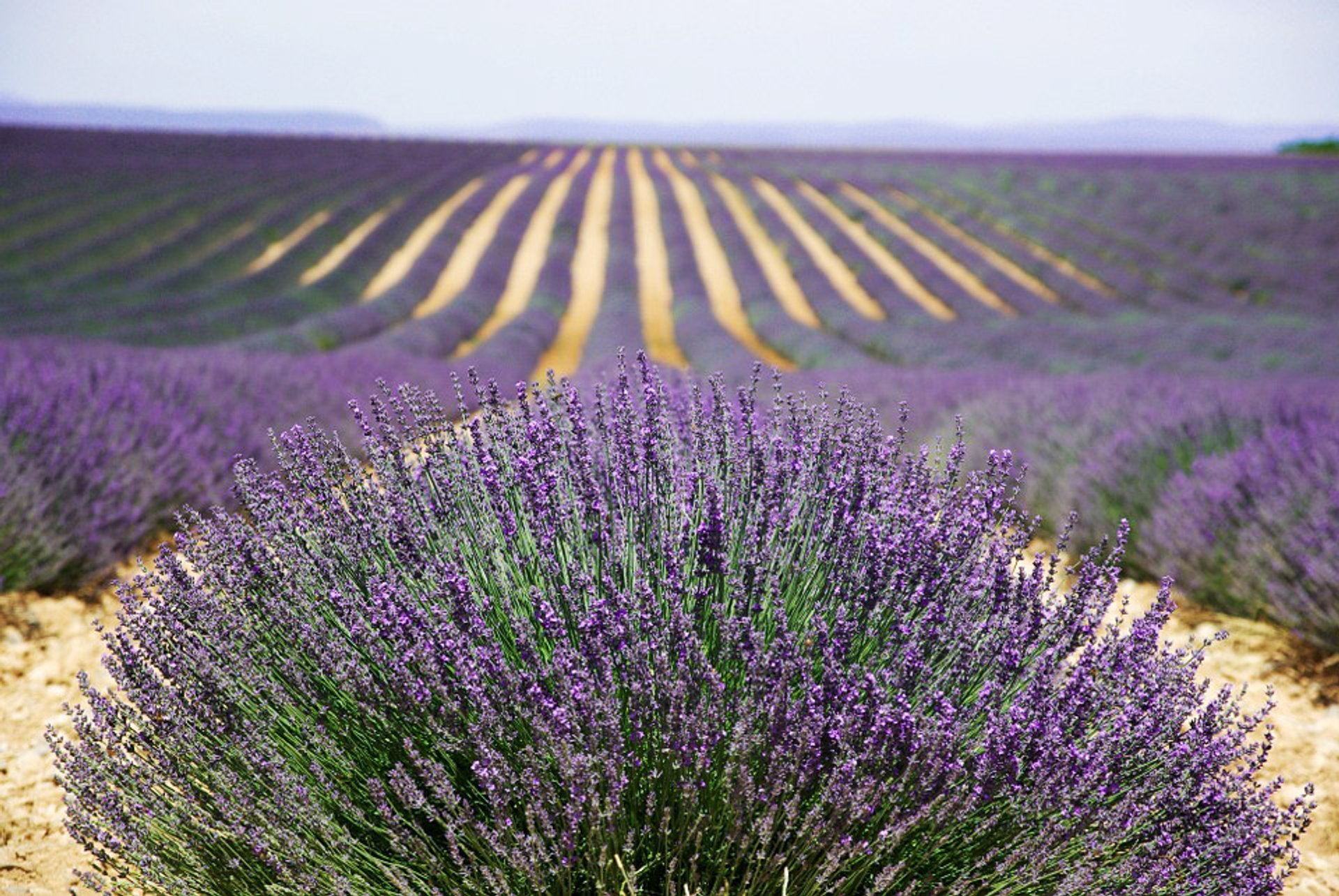 Champs de lavande en Bloom