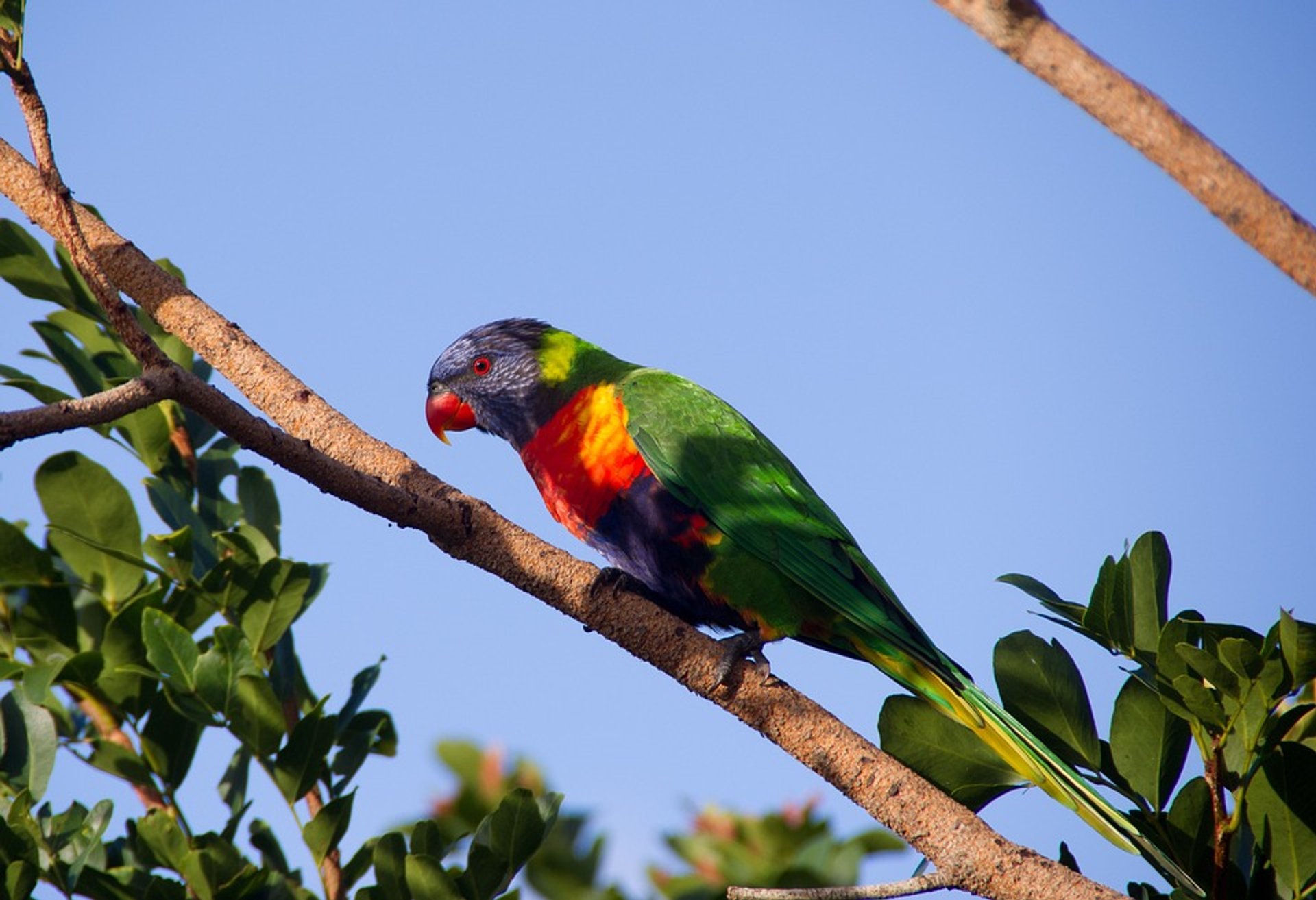 Drunken Parrot Season