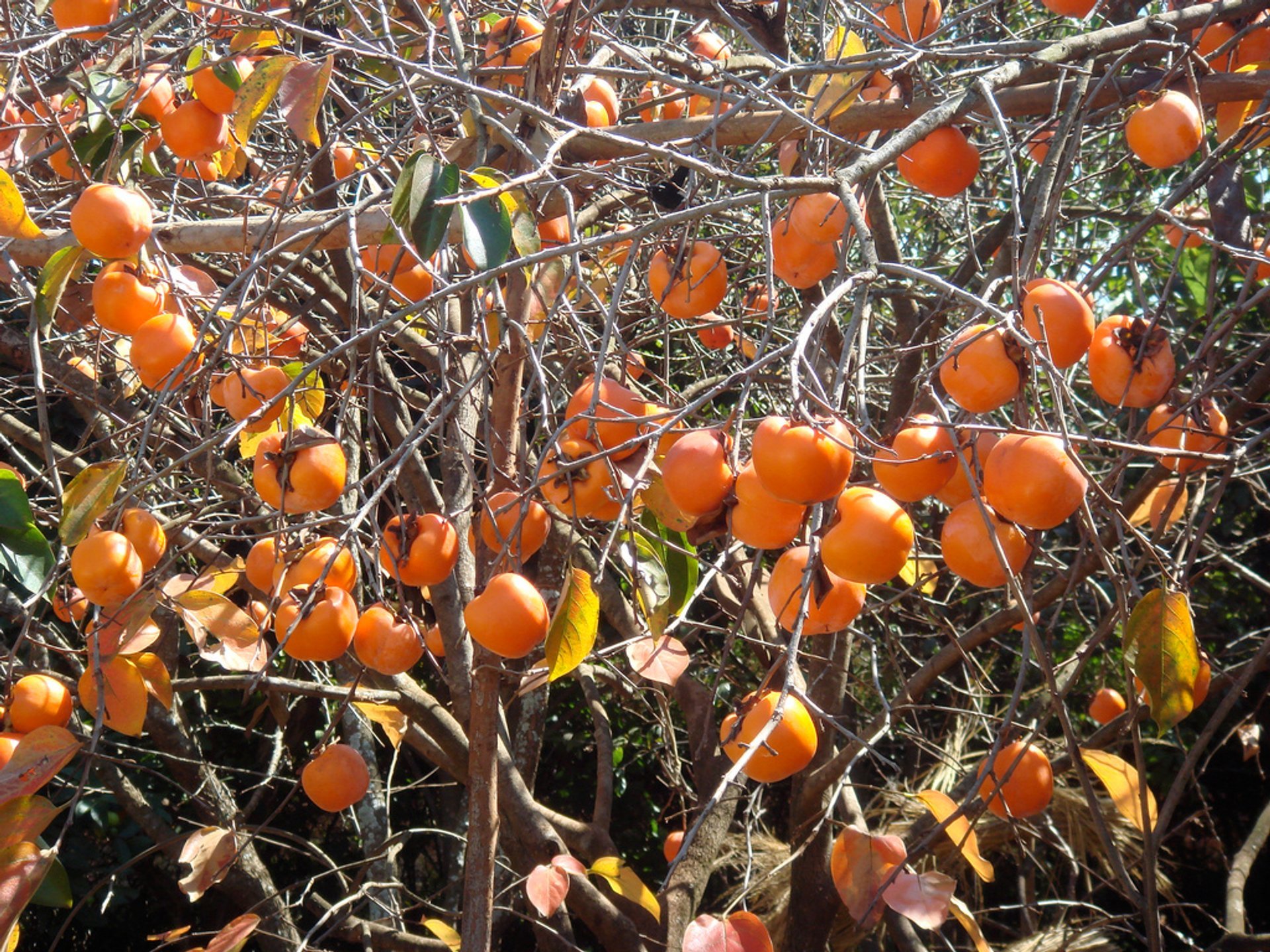 Exotische Früchte Saison