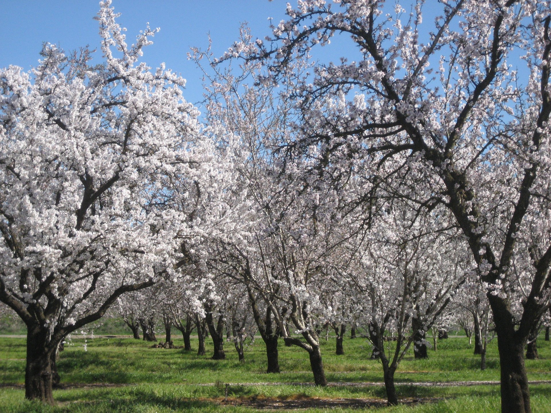 Almendro en Flor en California, 2023