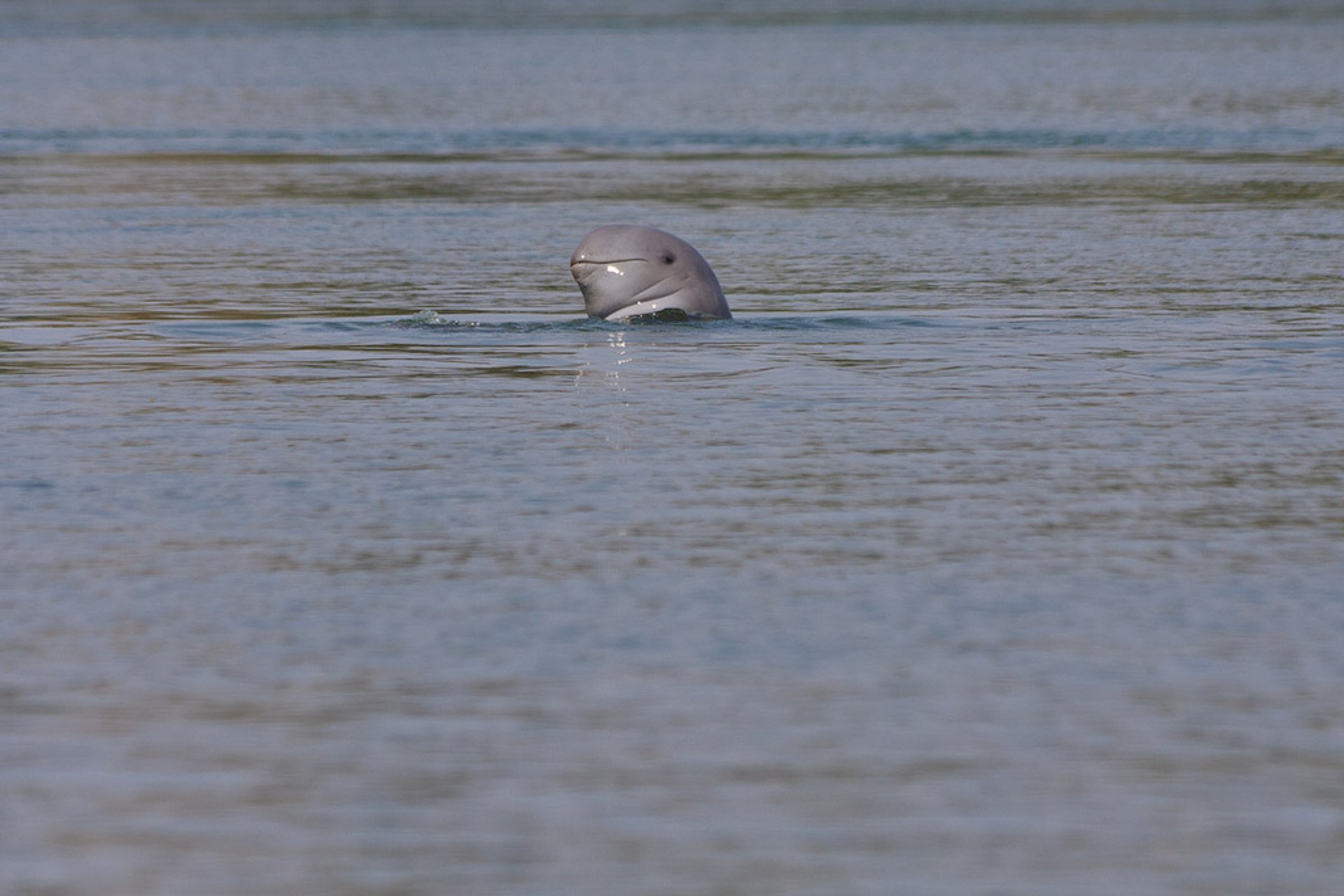 Mekong Flussdelfin