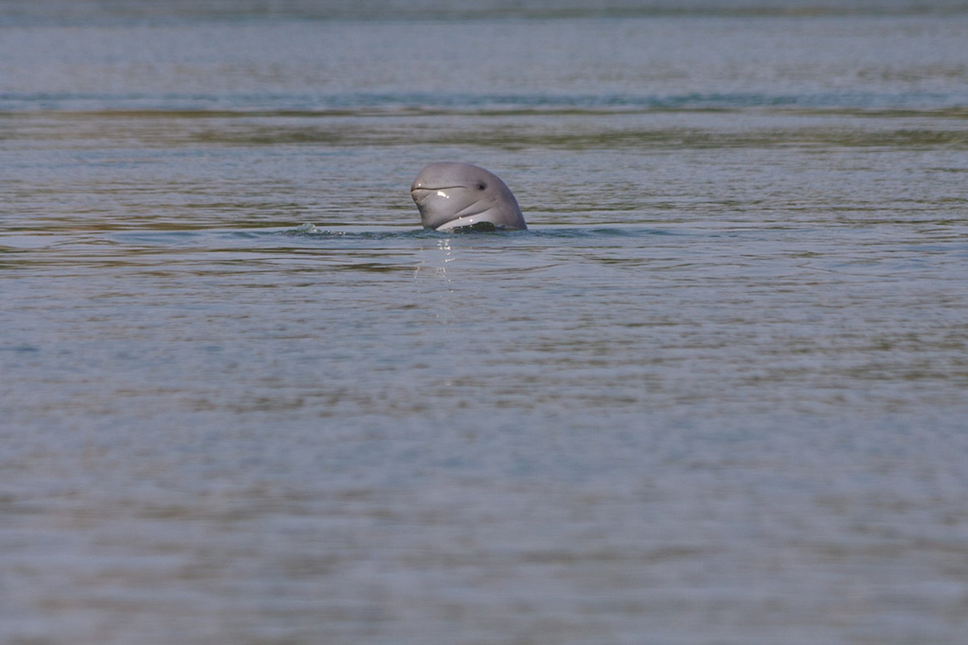 Dolphin de la rivière Mekong