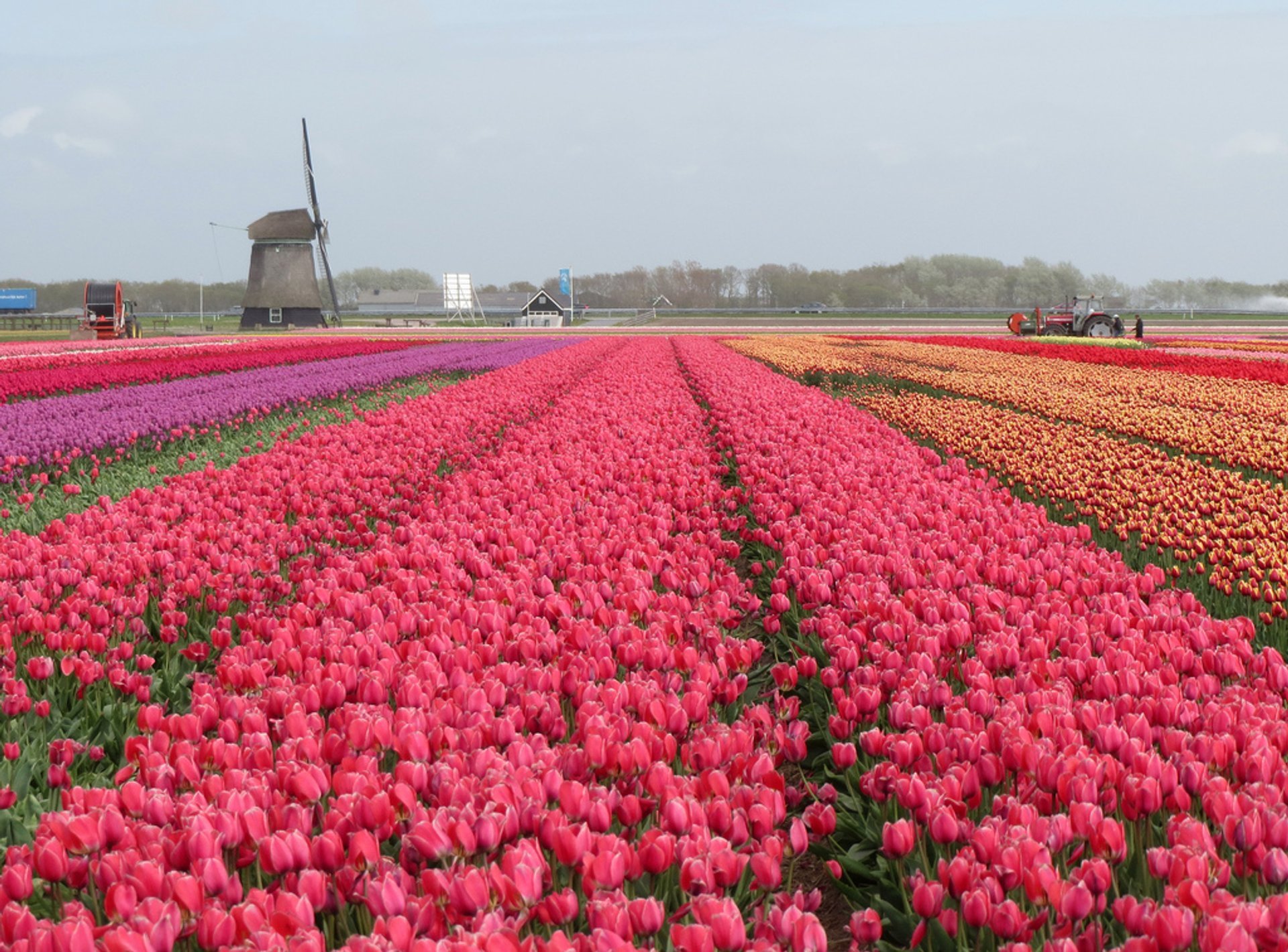 Saison des tulipes