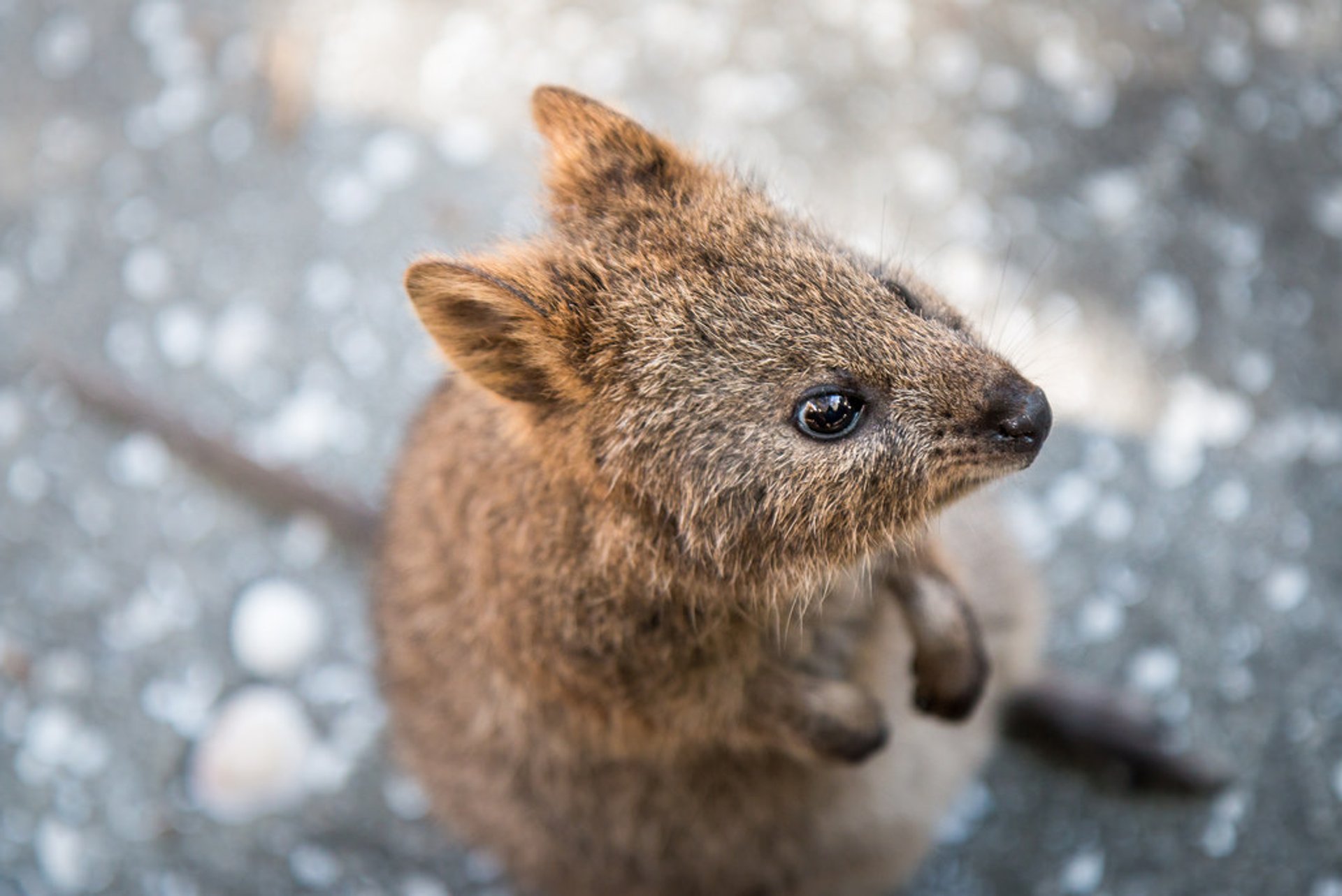 Quokka, the World's Happiest Animal