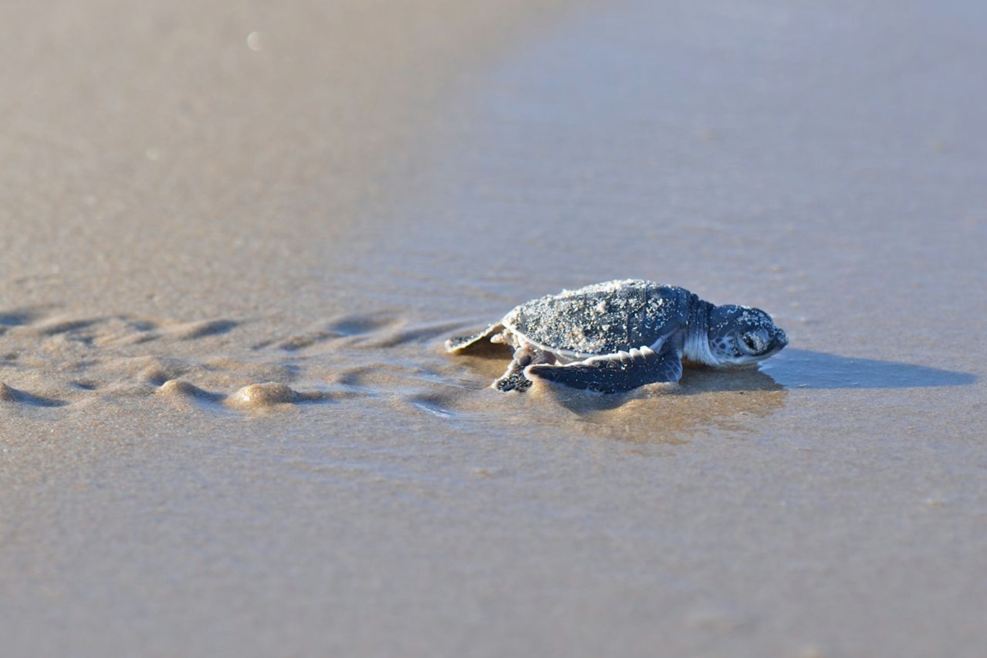 Hatchlings de tortugas marinas