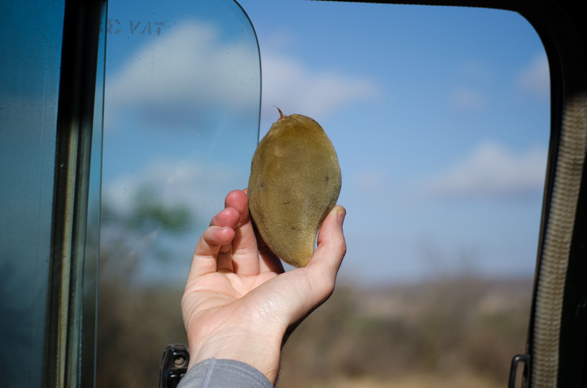 Temporada das Frutas de Baobab