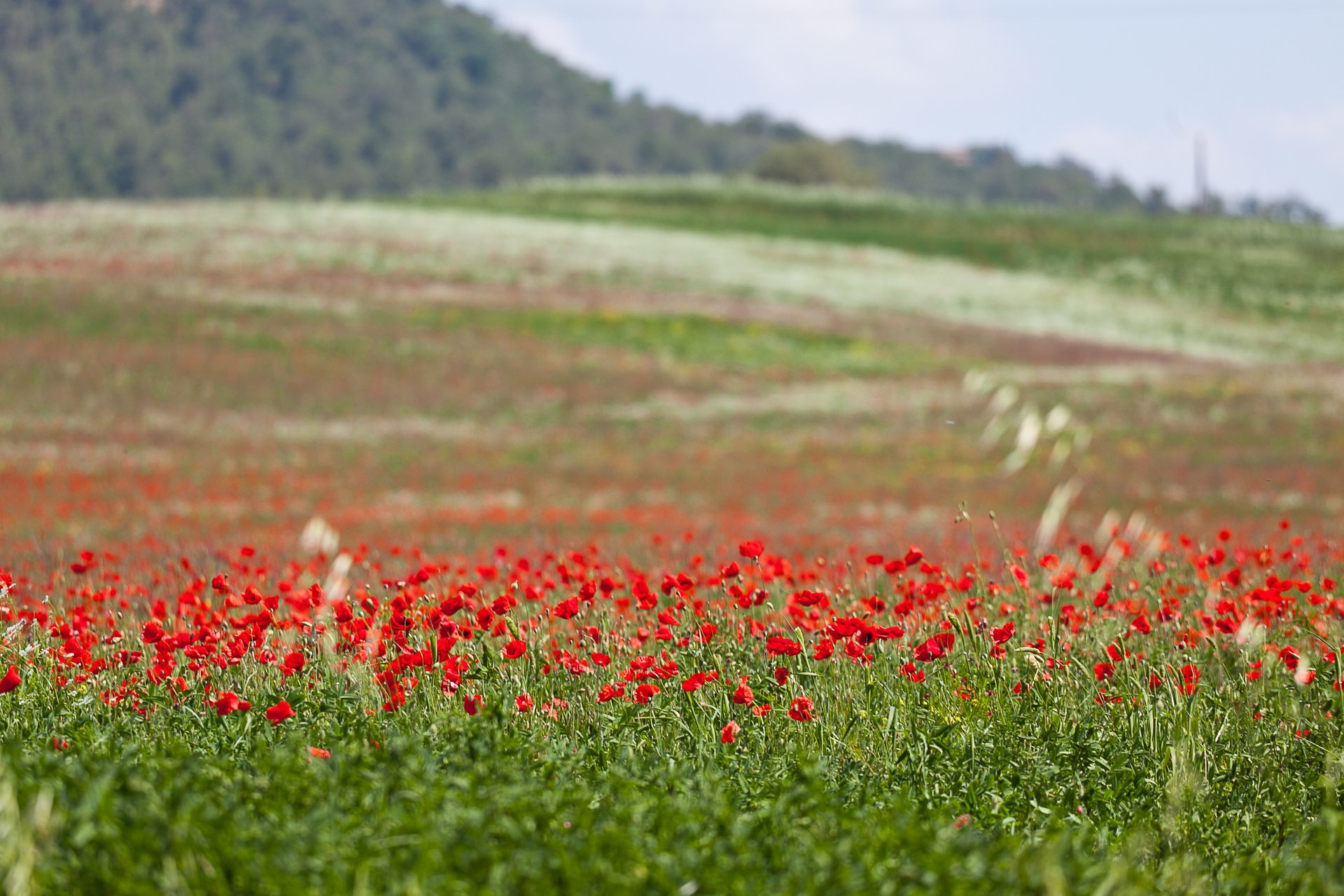 Wilde Poppy-Blüte