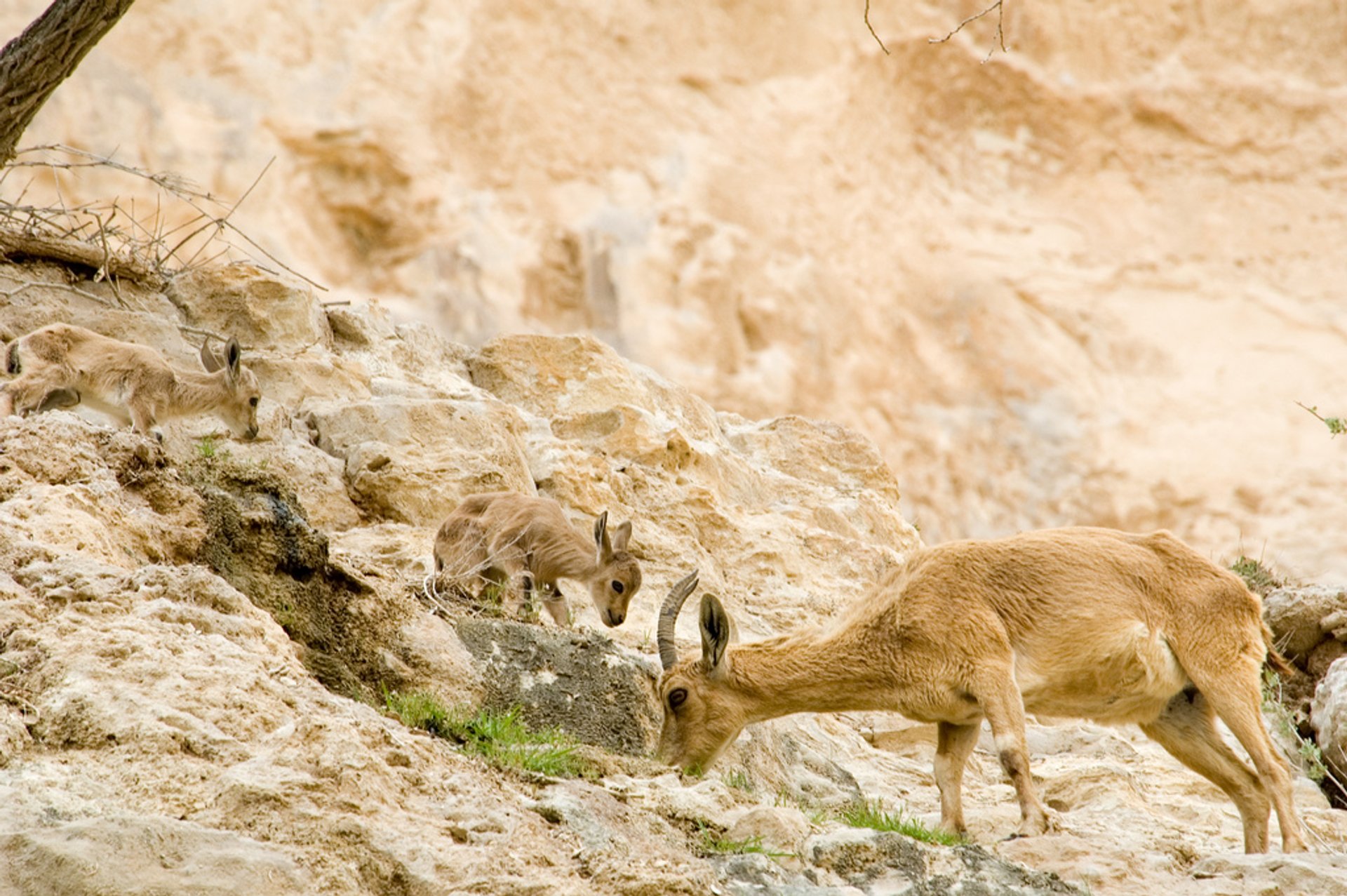 Nubian Ibex Baby Mountain Goats in Israel - Best Season 2020