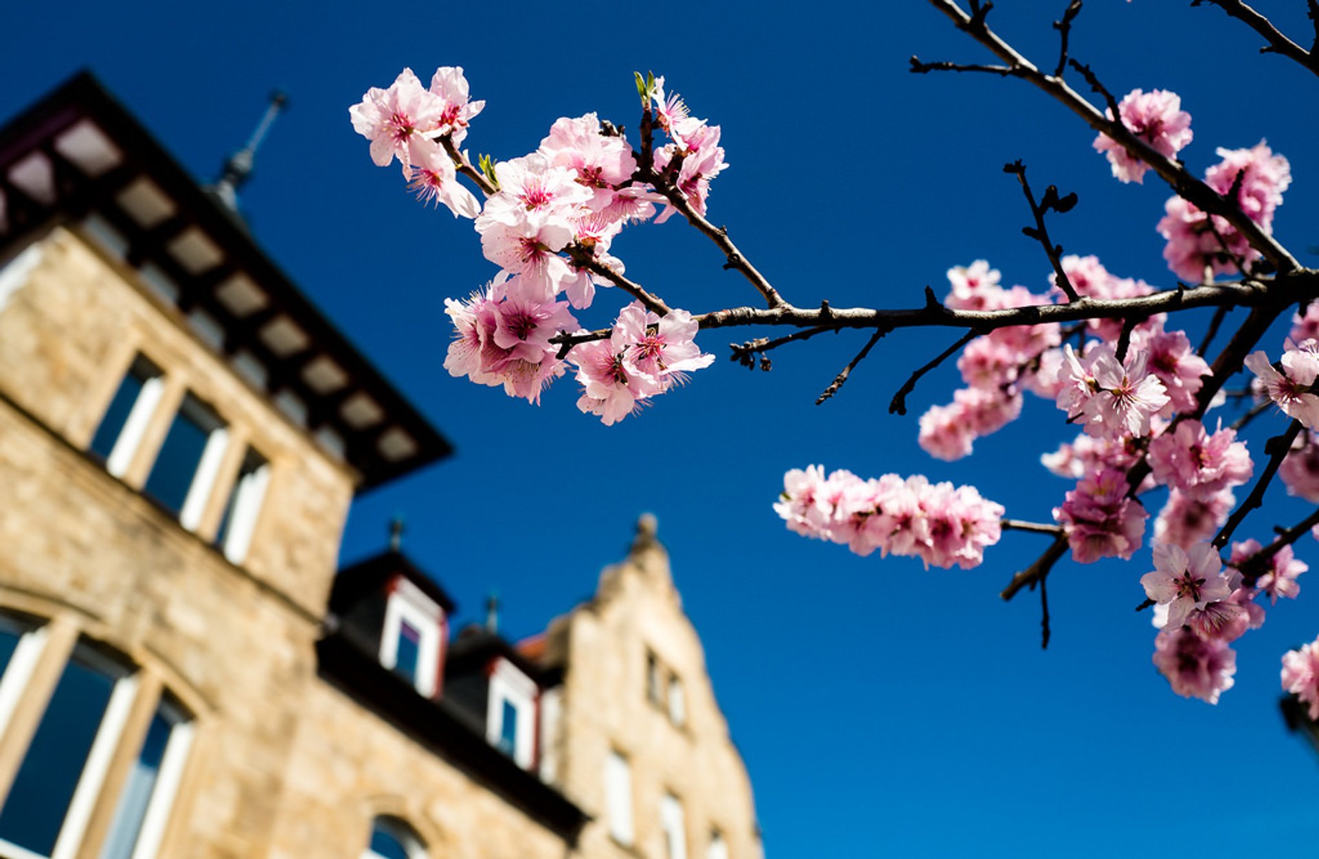 Mandelblüte entlang der Weinstraße