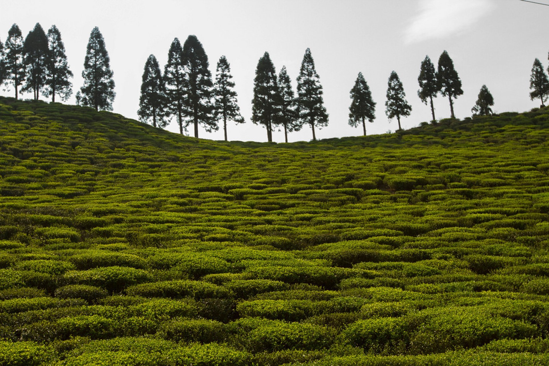 Tee-Erntesaison in Nepal