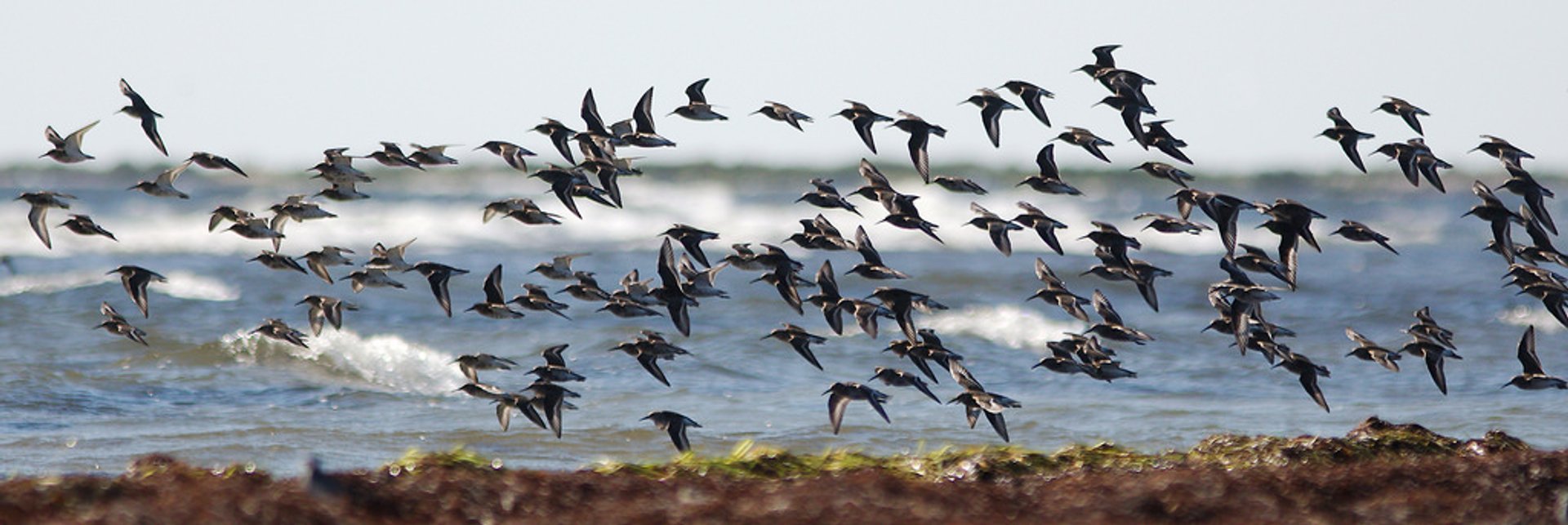 Uccelli migranti a Falsterbo