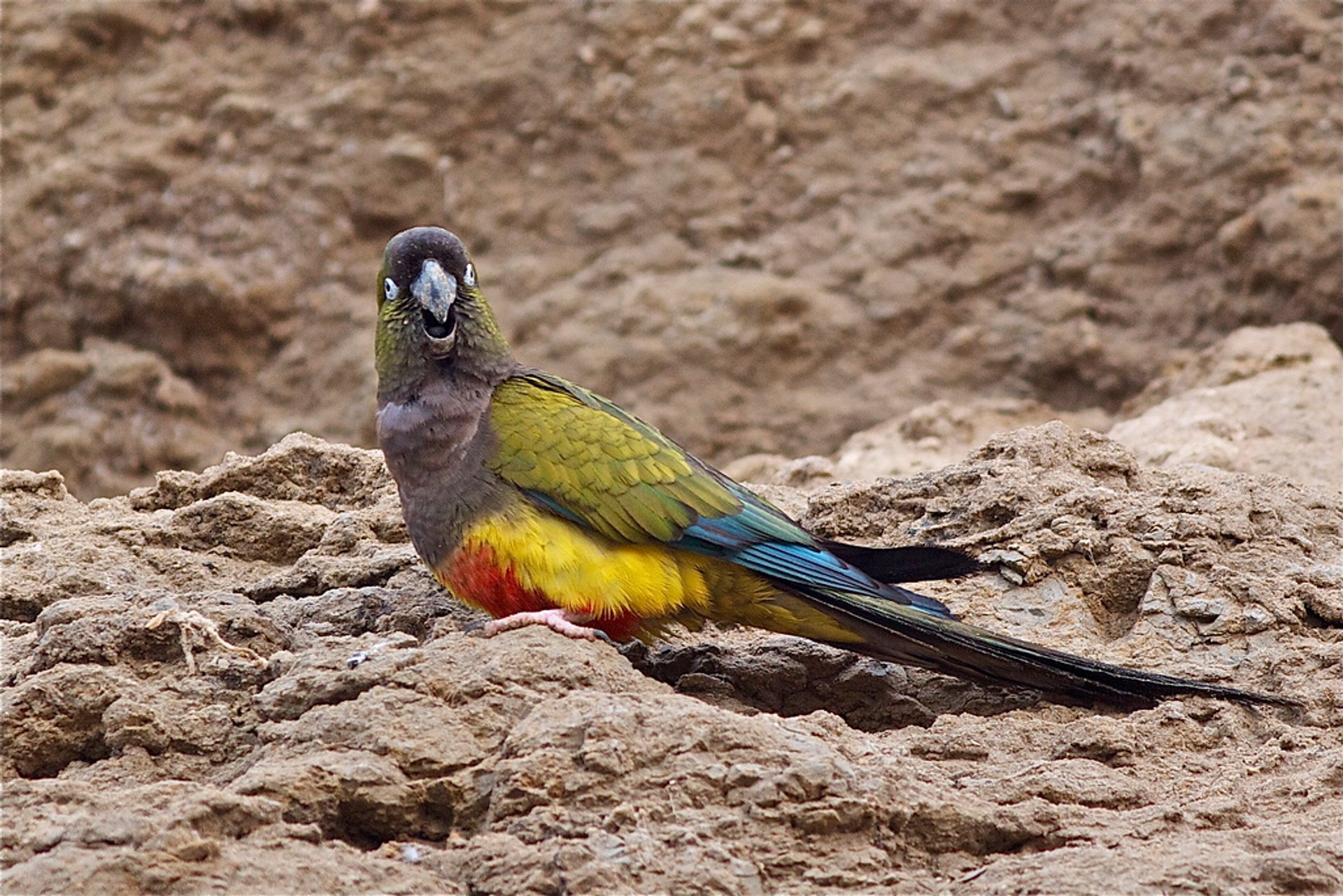 Observation des perroquets enfouis