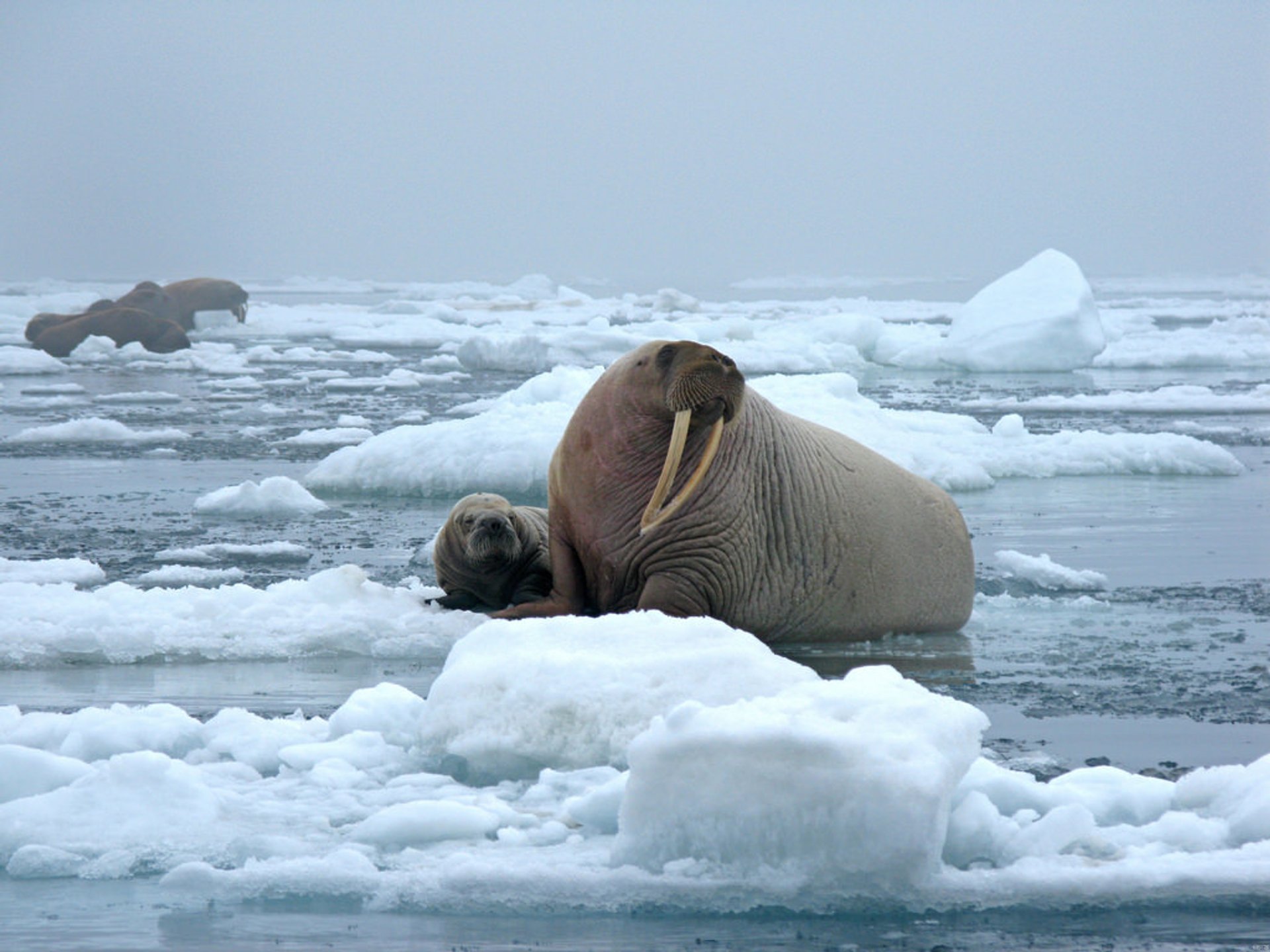 Una rara cría de morsa rescatada en Alaska recibe atención ininterrumpida