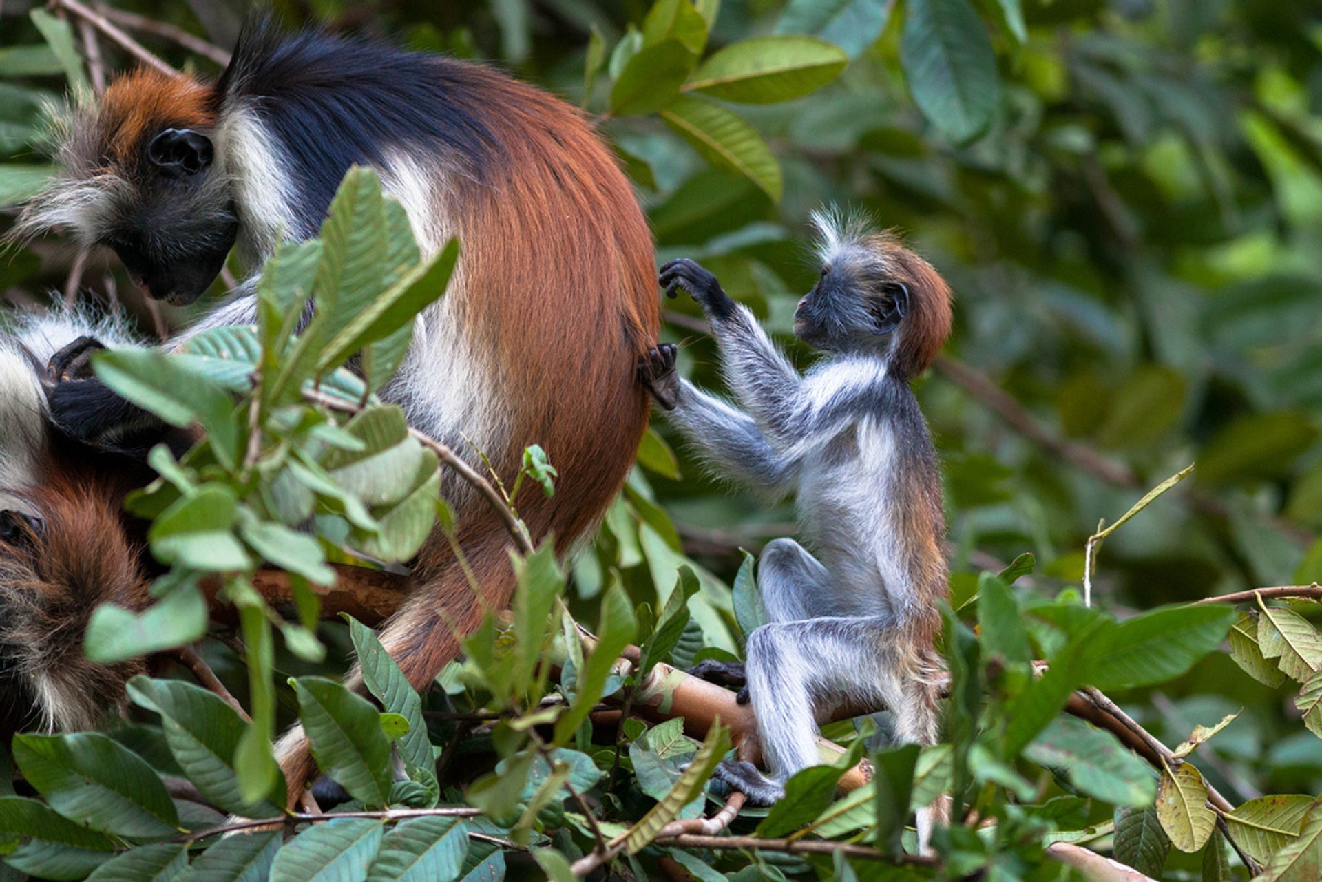 Baby rote Colobus Affen